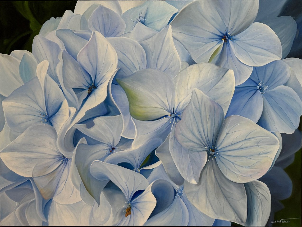 Blue Hydrangeas- Julie Whitehead