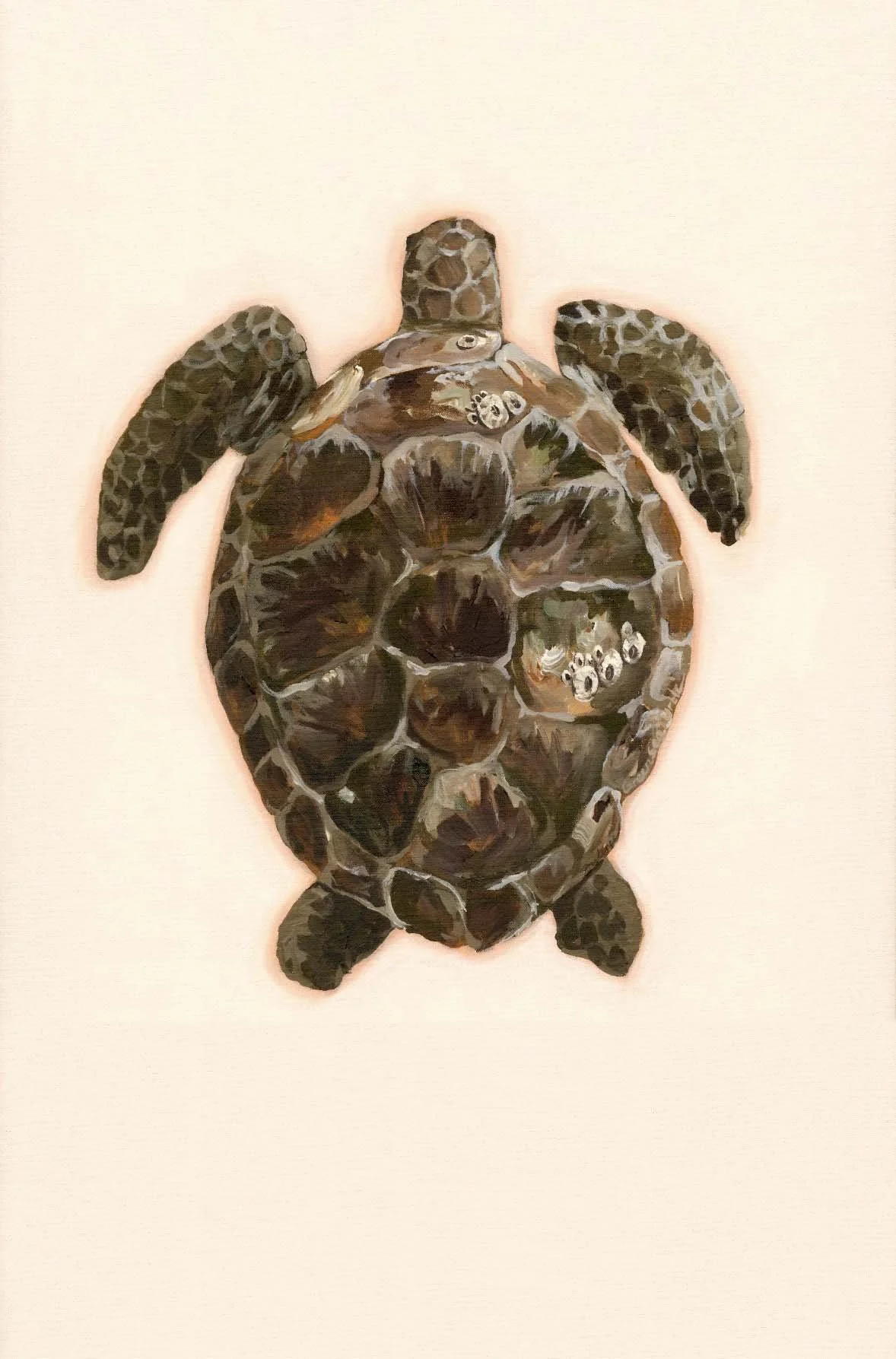 Exploration of Turtles # 1 - Prudence Coburn