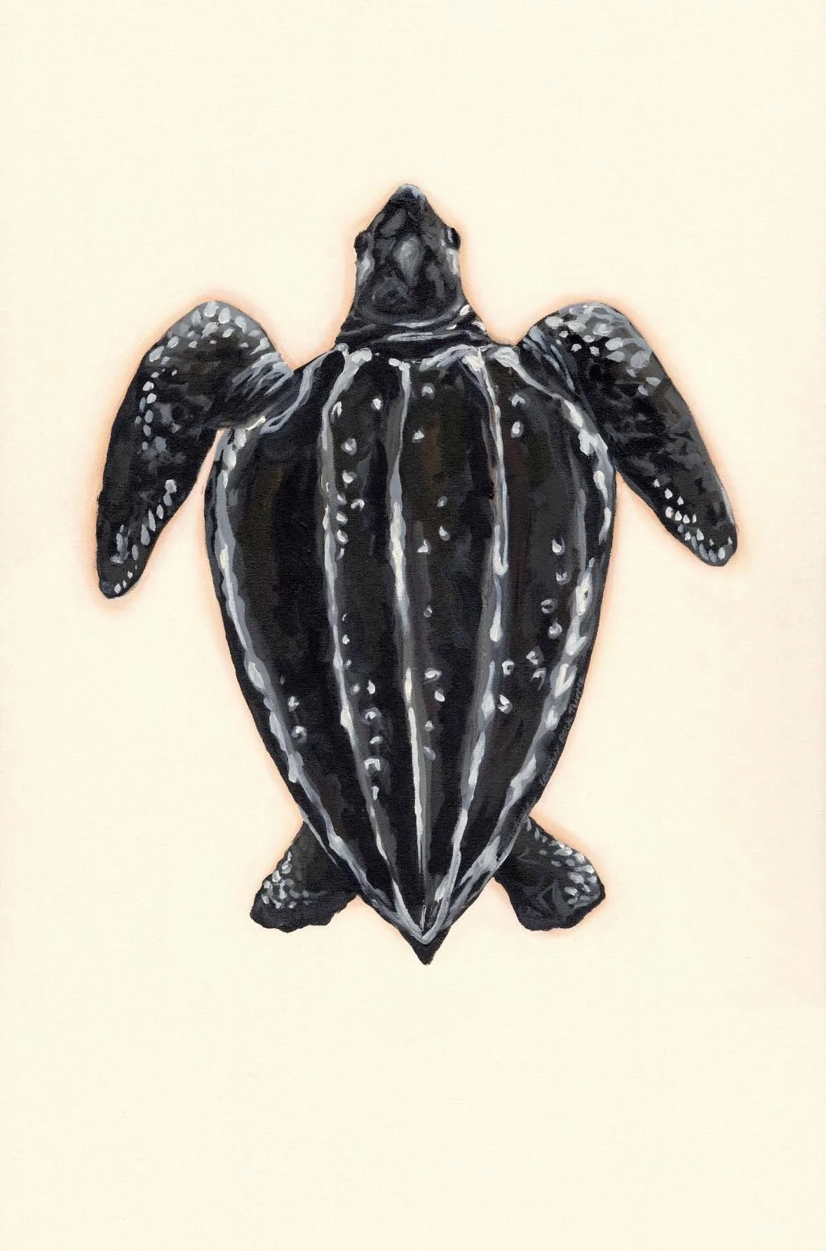 Exploration of Turtles #2 - Prudence Coburn