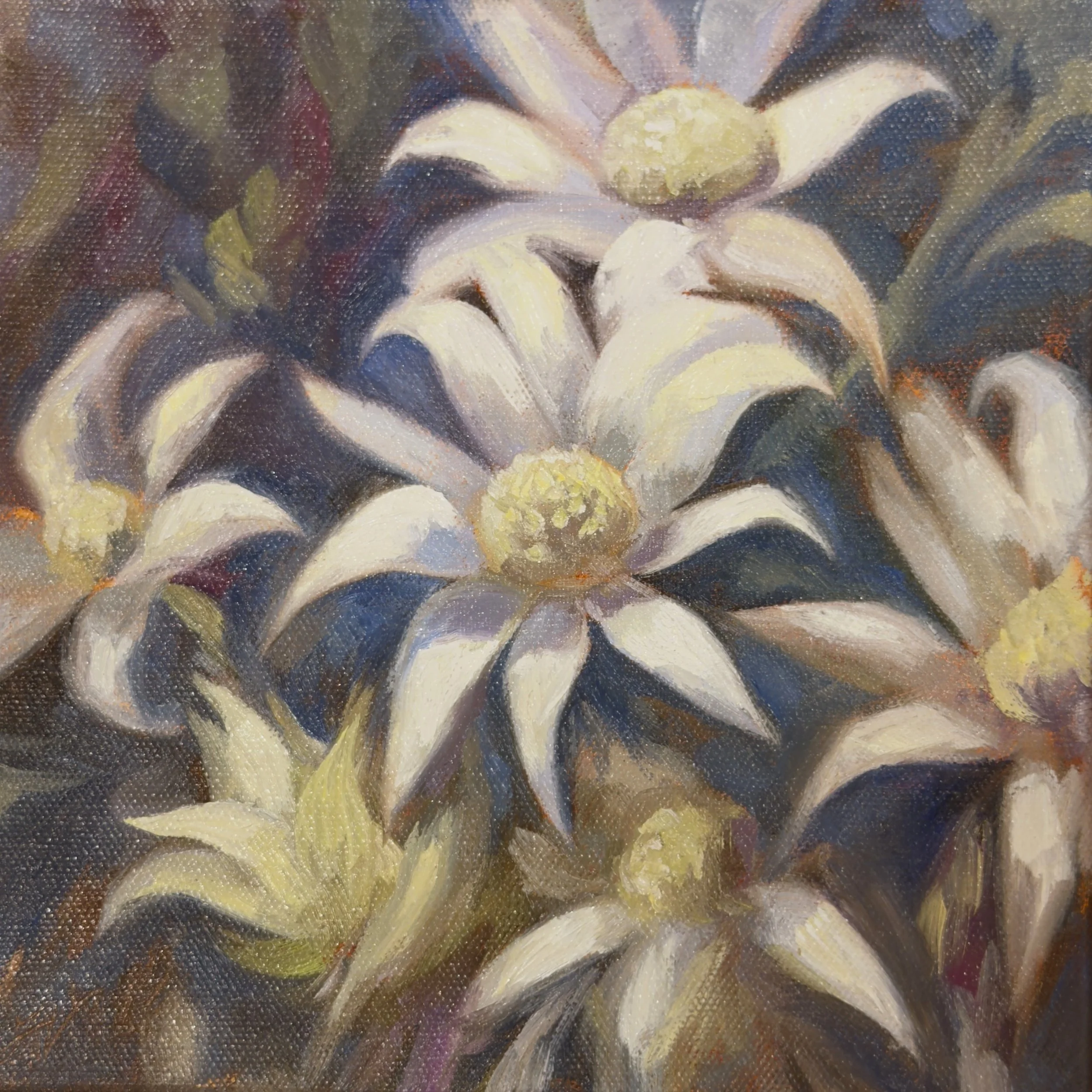 Jasmine Veronique_Shooting Stars_20x20cm_$500.jpg