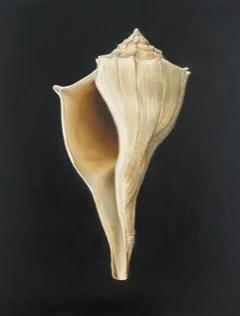 SEASHELL 1.0.jpeg