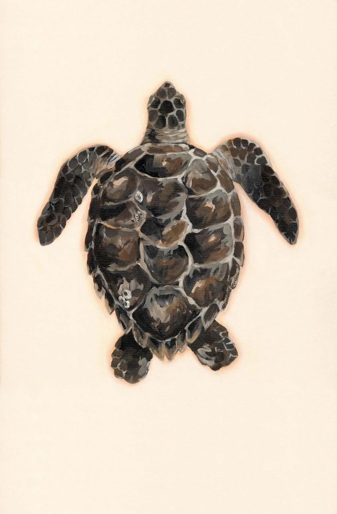 Exploration of Turtles #3 - Prudence Coburn