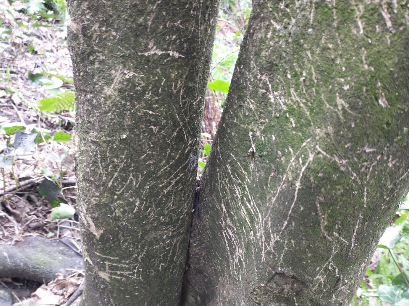 Scratch marks on a tree
