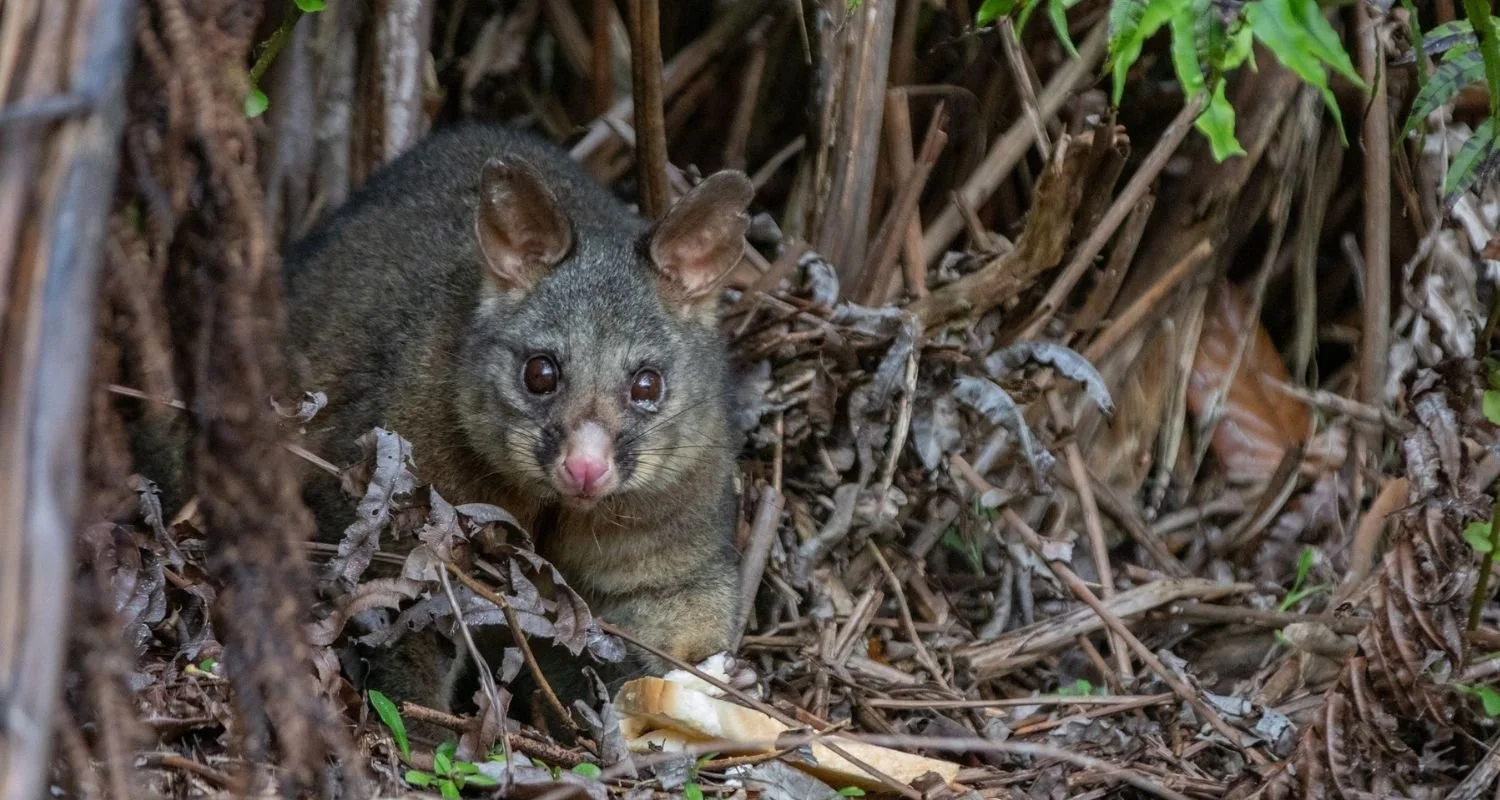 Daytime possum sightings — City Sanctuary