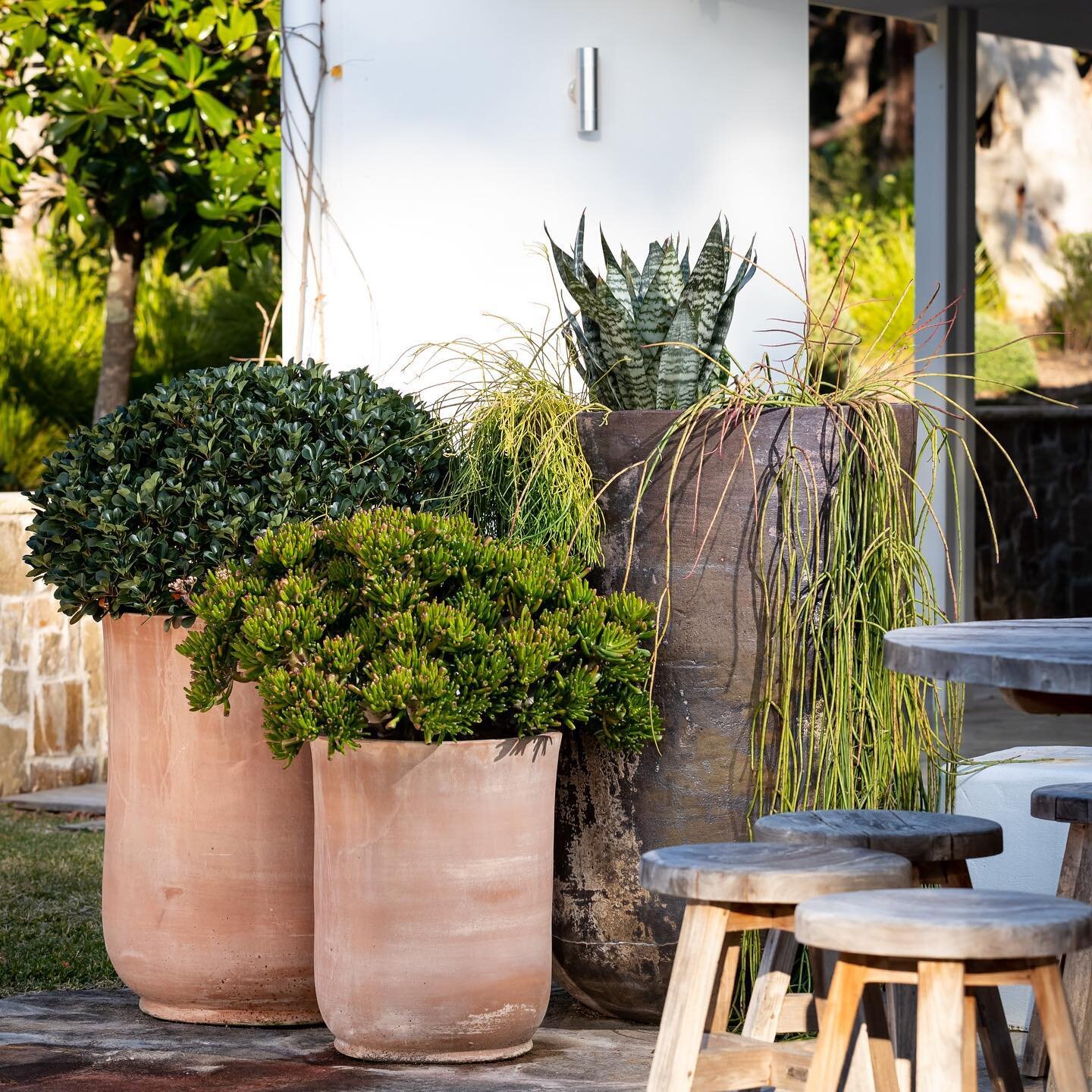 Including the right pots in any garden space speaks for itself 🌵
.
.
✏️ by @mikecasscreative
🔨 by @designitlandscapes
🌿 by @exotic_nurseries 
.
.
#landscaping #sydneylandscapes #sydneygardens #tiled #naturalstone #timber #design #gardensofinstagra