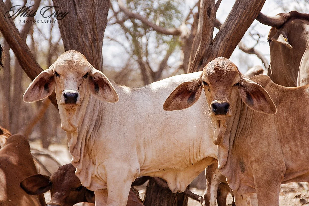 Working Cows & Calves with Dogs — Pilbara Working Dogs