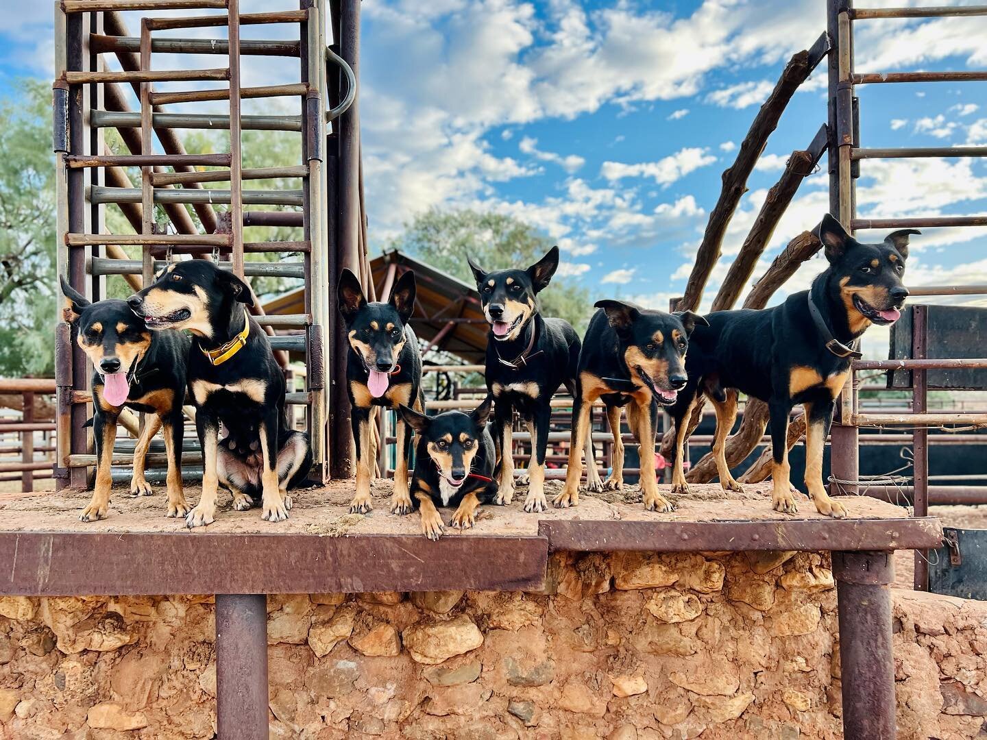 I realised today that this is the smallest team I&rsquo;ve had since my second year with working dogs almost 9 years ago. 😳

L- R Dunyellan Cruise, Pilbara Sass, Gogetta Gossip Girl, Barrkel Peters Charm, Killili Diamond, Dunyellan Jasper &amp; Kill