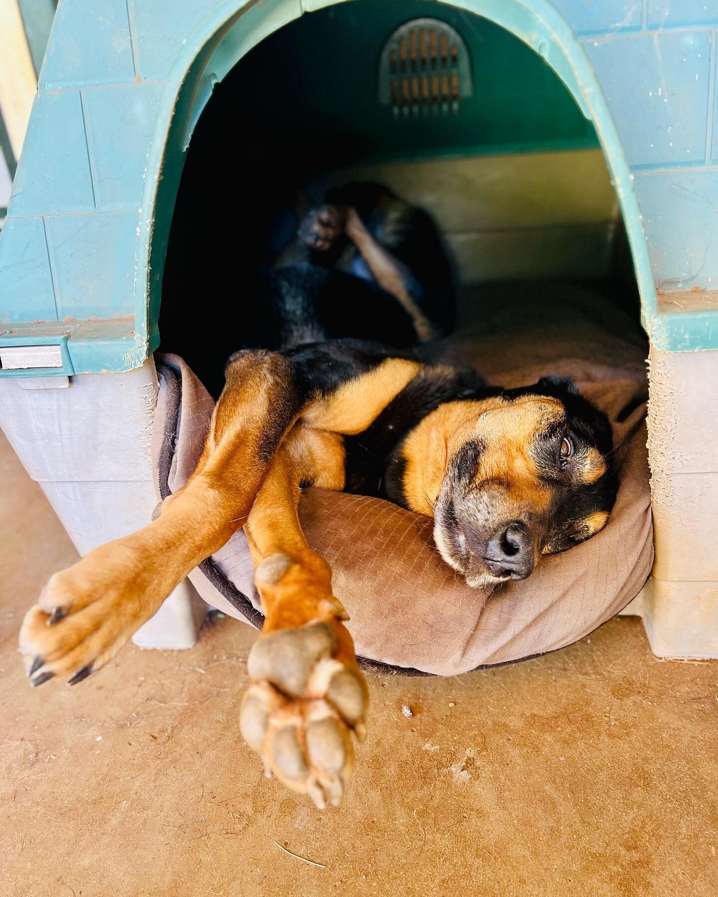 I&rsquo;m starting to think there is a direct correlation between how awkward a position looks &amp; how comfortable it really is&hellip;. 🤔

#dunyellanjasper #whoamitoargue #pilbaraworkingdogs