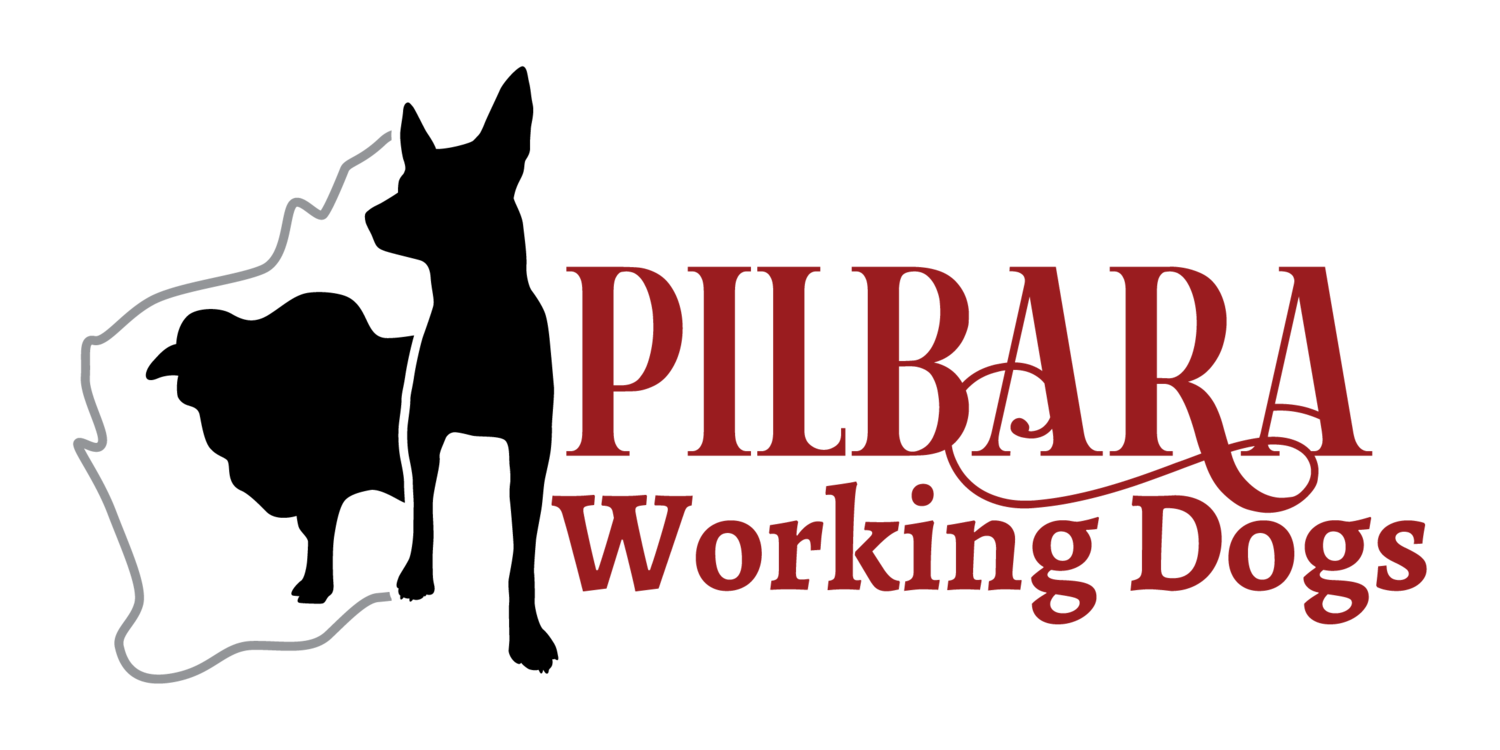 Pilbara Working Dogs