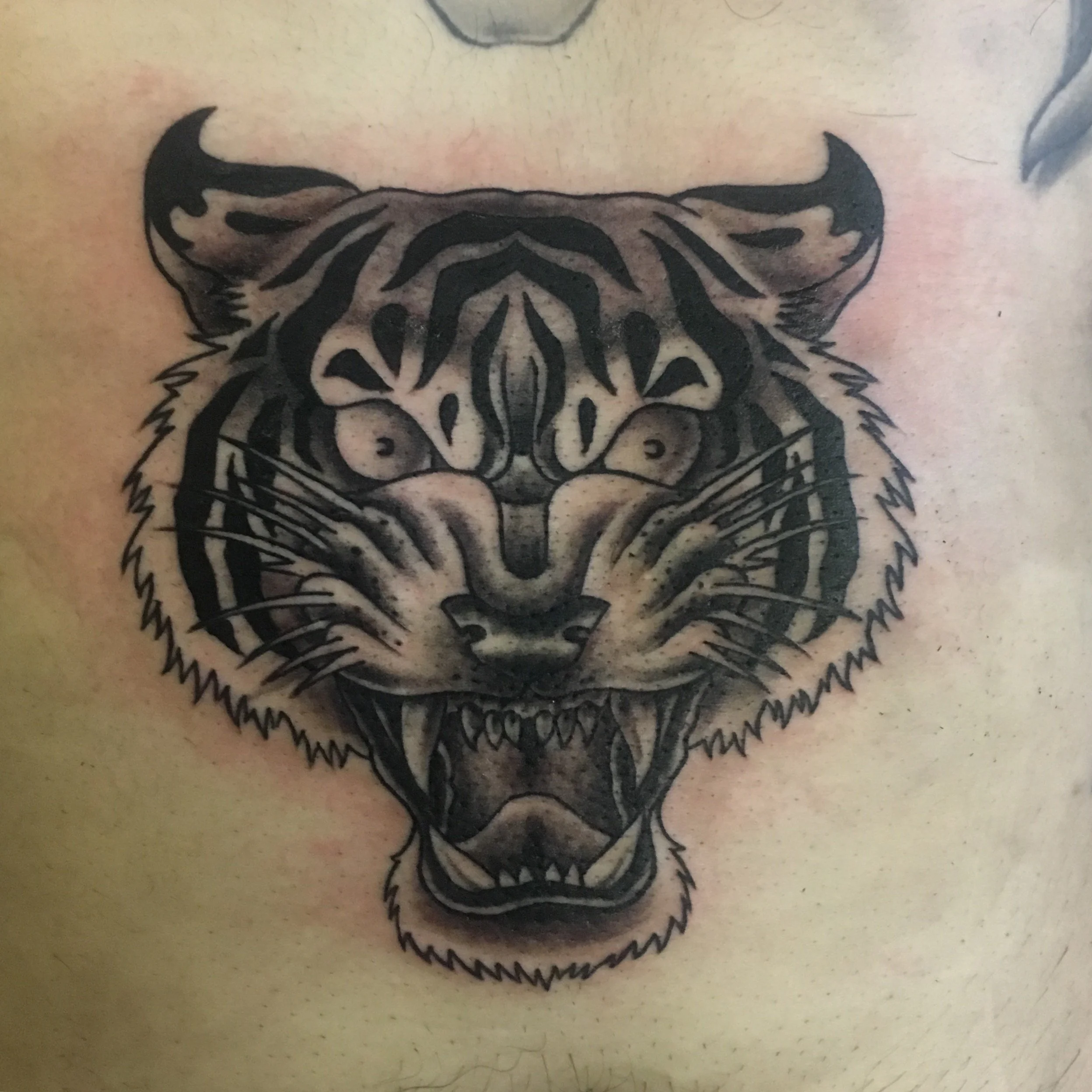 classical tiger.JPG