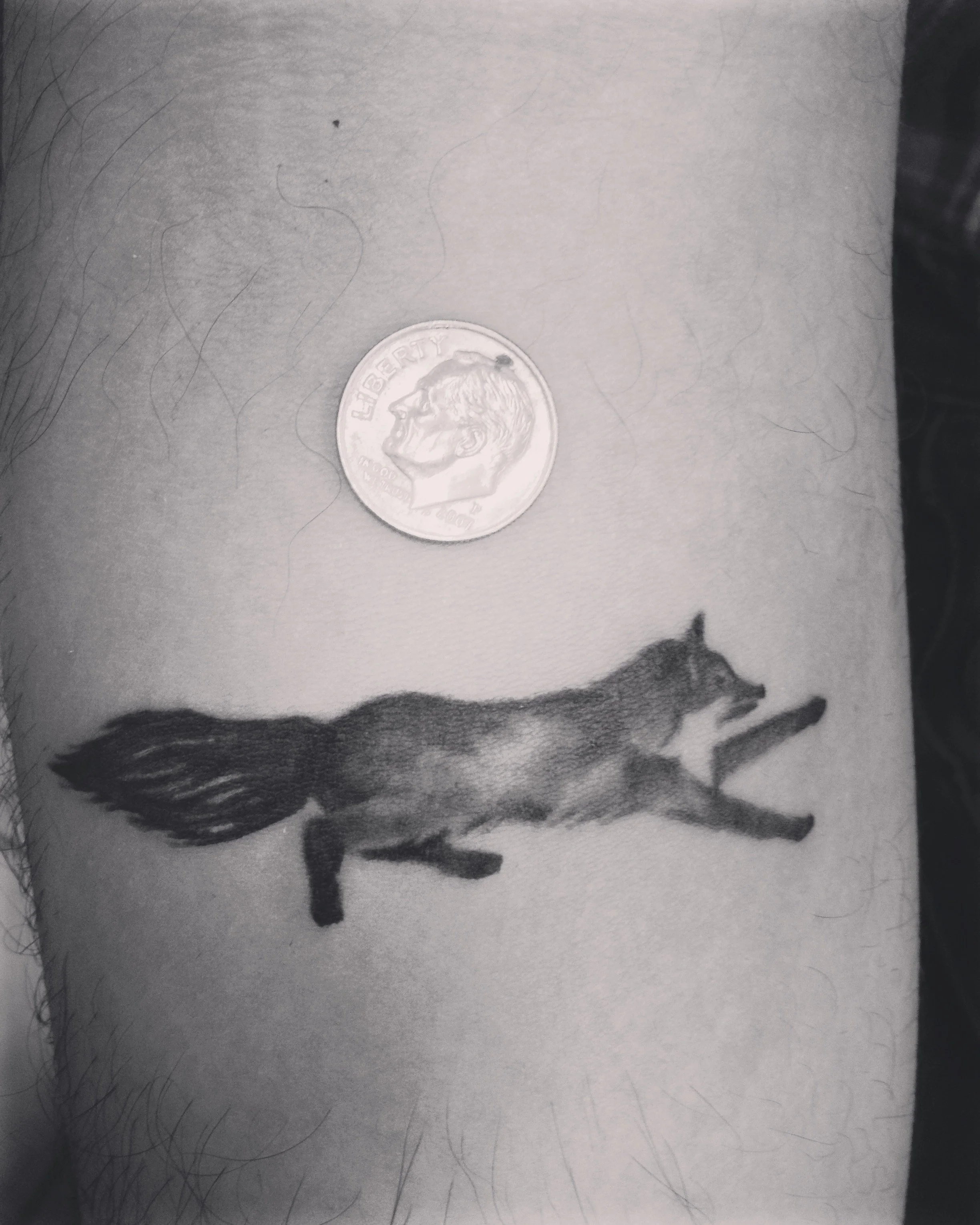 Fox.JPG