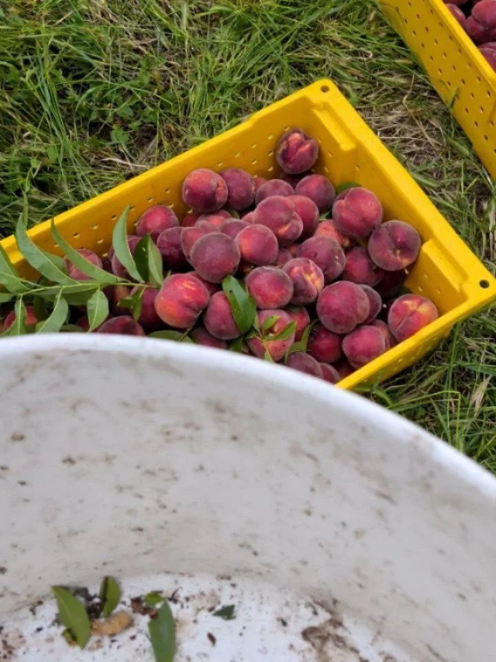 Stone fruit season is here! 

Here is what we have available right now:

🍑Royal Blenheim Apricots
🍑Patterson Apricots
🍑Honey Haven Yellow Nectarines 
🍑June Honey Yellow Peaches
🍑Rich Lady Yellow Peaches
🍑Santa Rosa Plums
🍑Leah-cot Around
🍑Klo