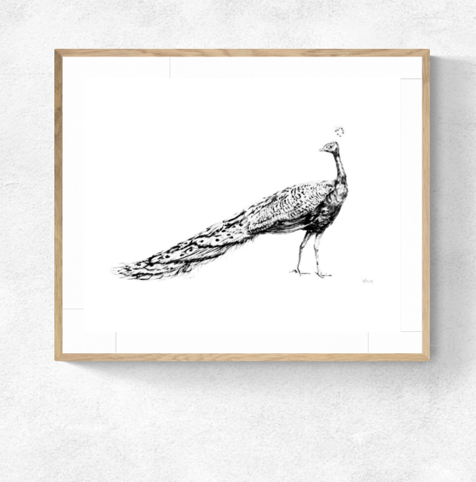 Beautiful peacock drawing with open tail on an isolated white background,  beautiful watercolor bird, hand drawing Stock Illustration by ©gringoann  #384399218