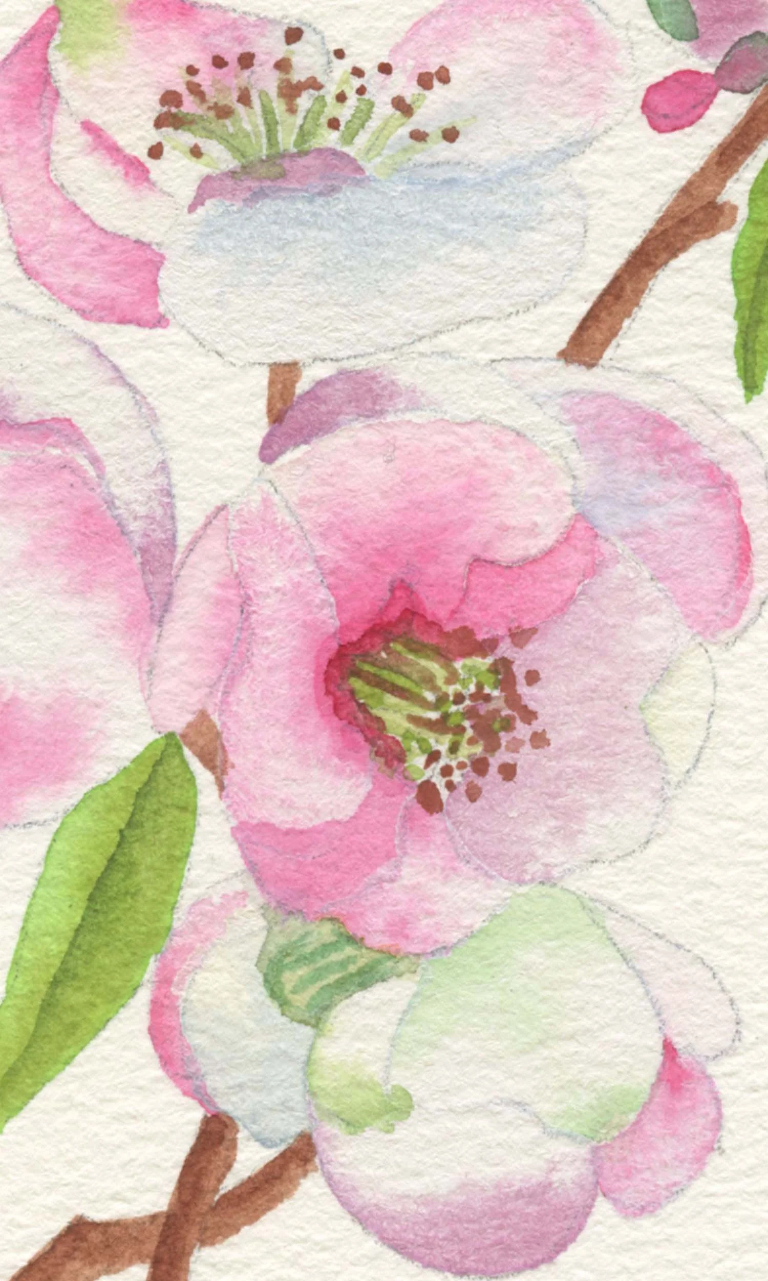 For Website Cherry Blossoms_0000_img270 copy.jpg