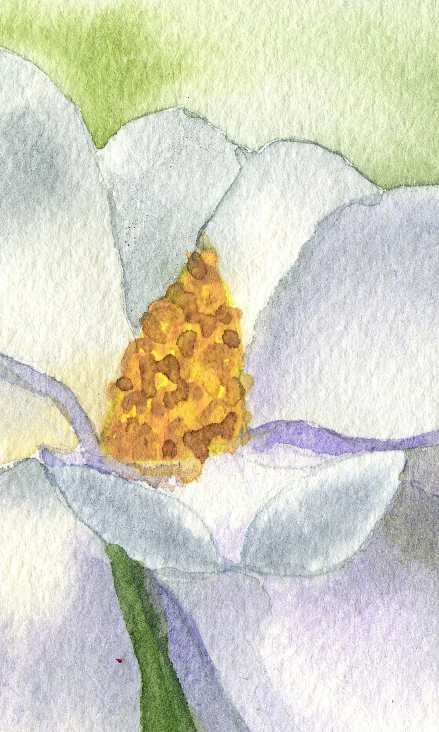 Small Magnolia One C.jpg