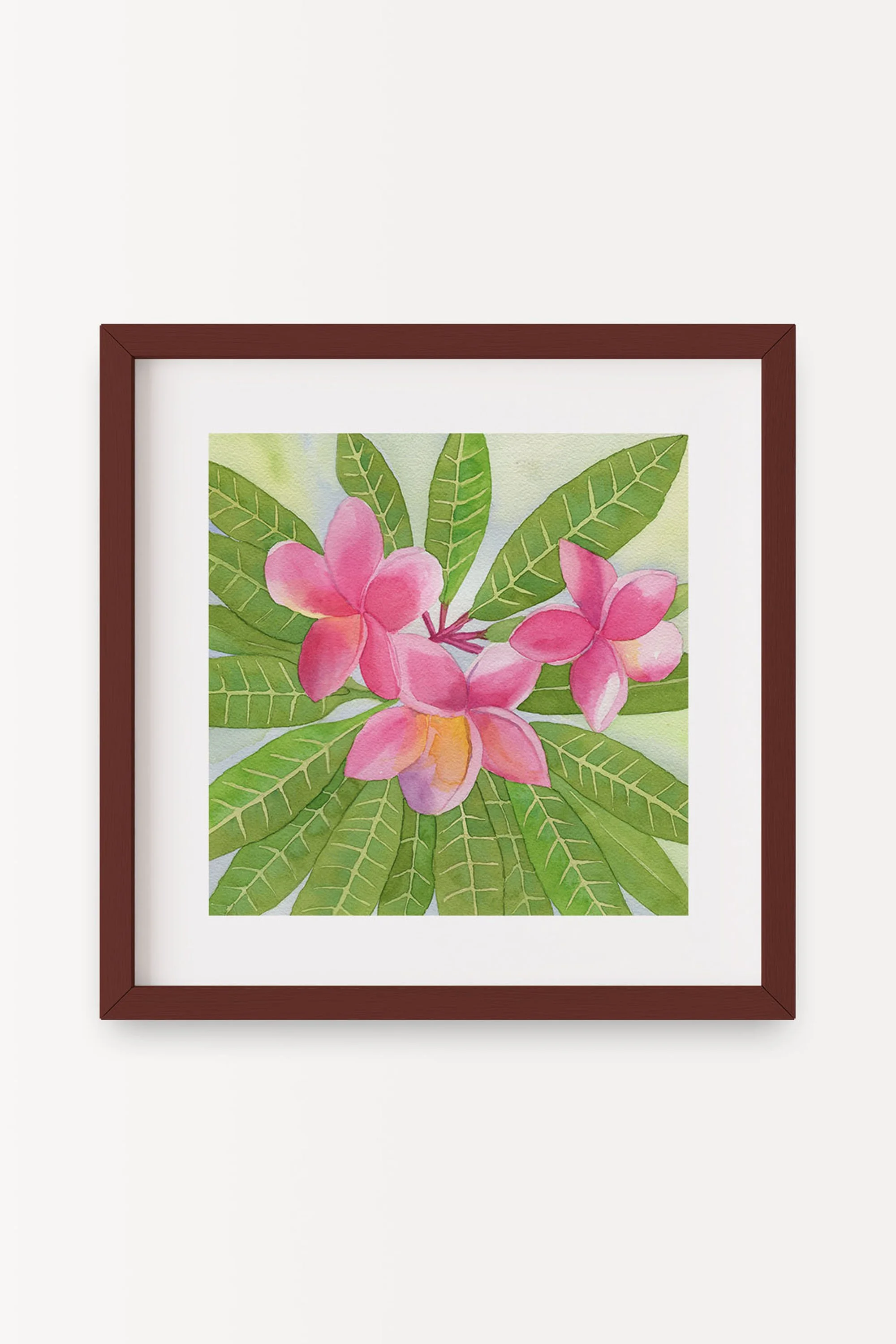 Deep Pink Plumeria A.jpg