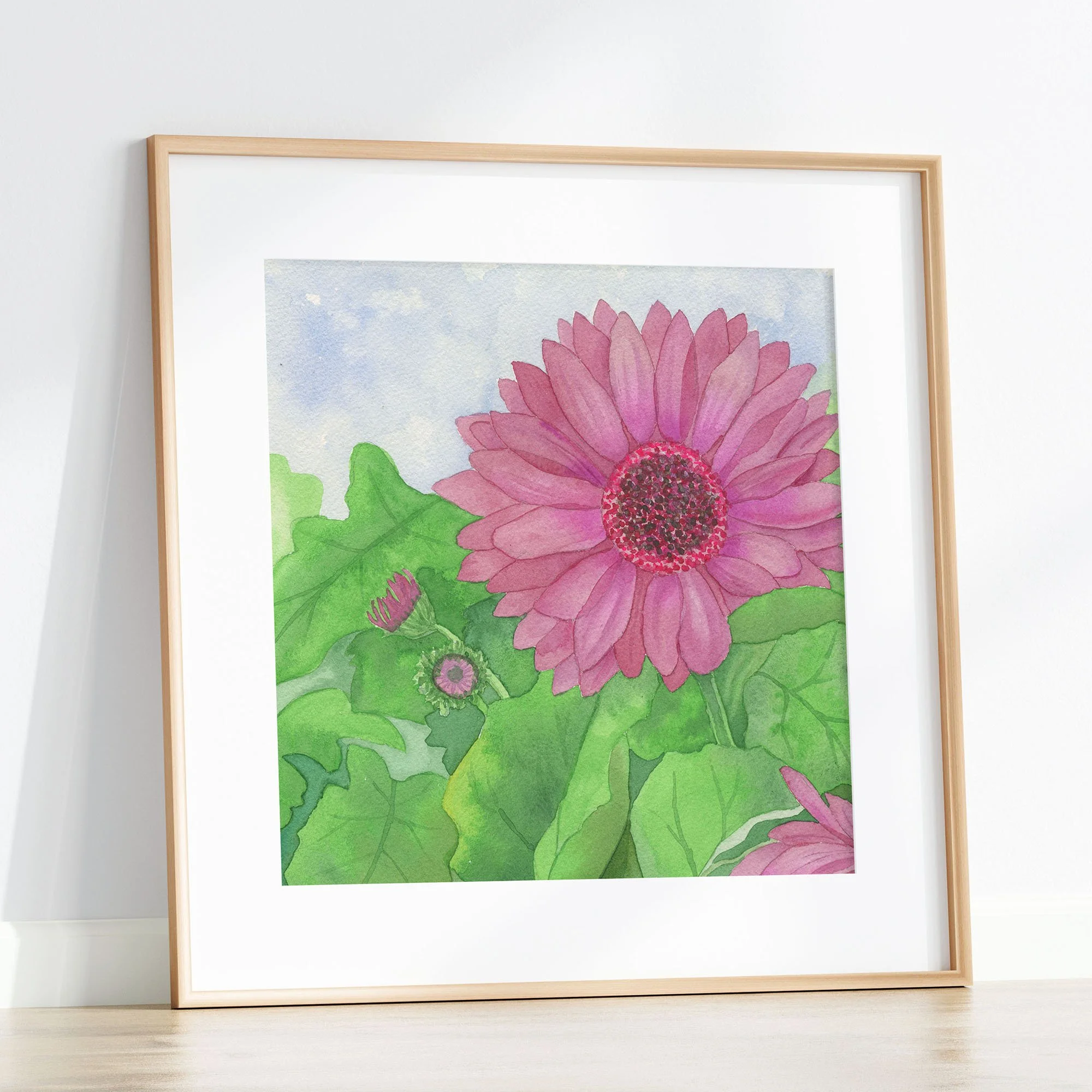 Fucshia Gerebra Daisy K1 SM.jpg