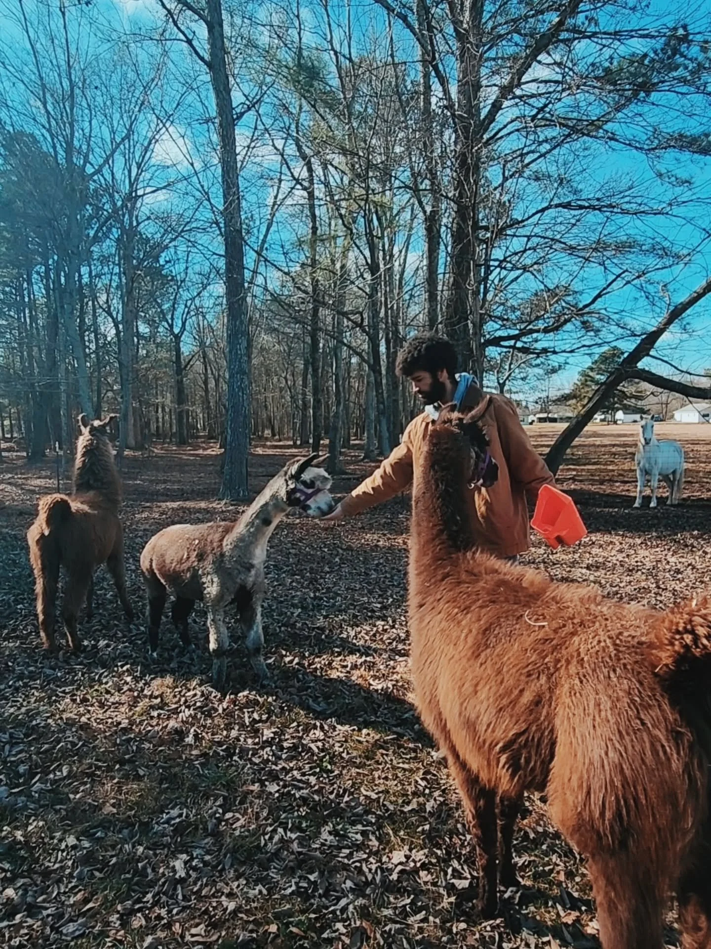 Farm day dump because this 3 day weekend was one of those we never want to forget. 🤍🌾

We spent the day yesterday celebrating Tristan with a surprise birthday party right here on the farm, surrounded by family, fresh air, and so much laughter. It w