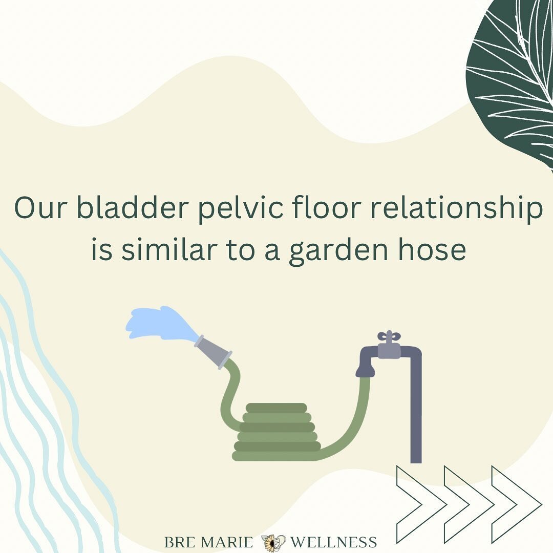 Our bladder pelvic floor relationship is similar to a garden hose

The water coming out the hose is your urine. It is a low flow system. Imagine what the water pressure is like when you first turn the hose on. 
💧 Slow steady stream💧

Now imagine wh