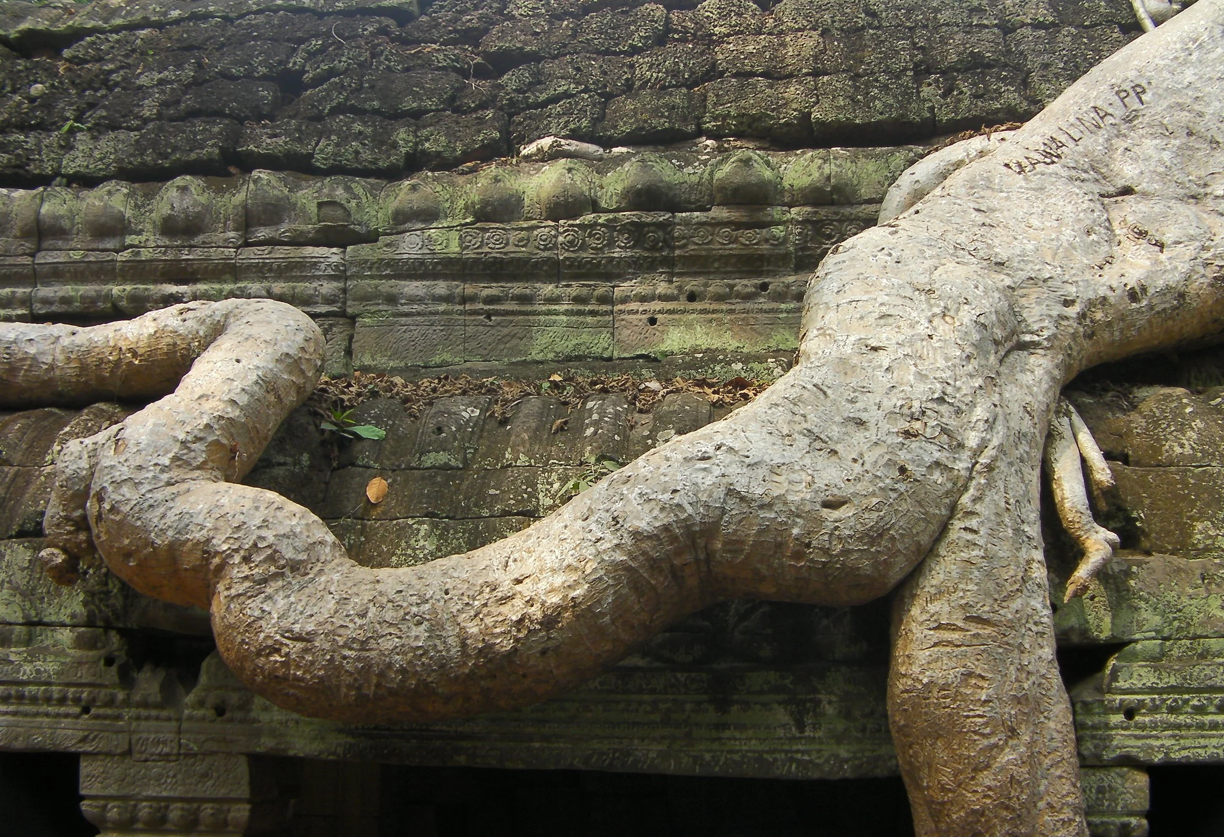 Embrace (Ta Prohm, Angkor Wat)