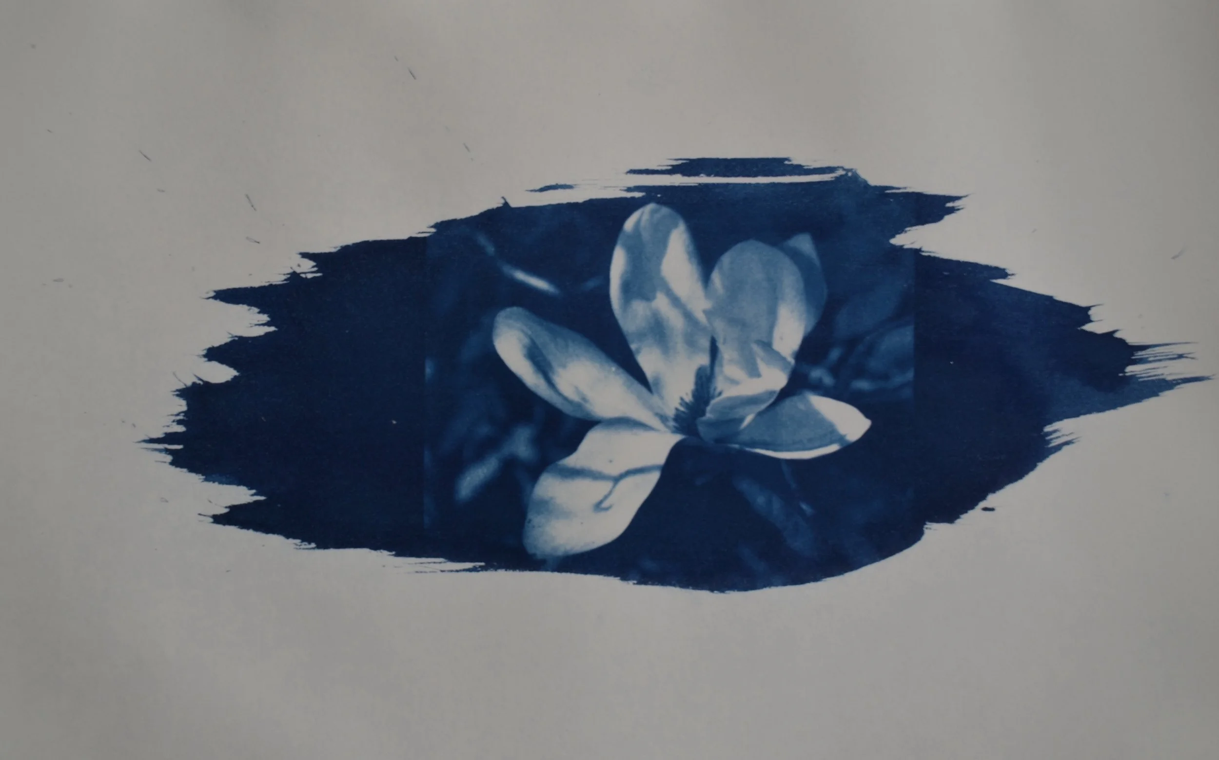 Magnolia