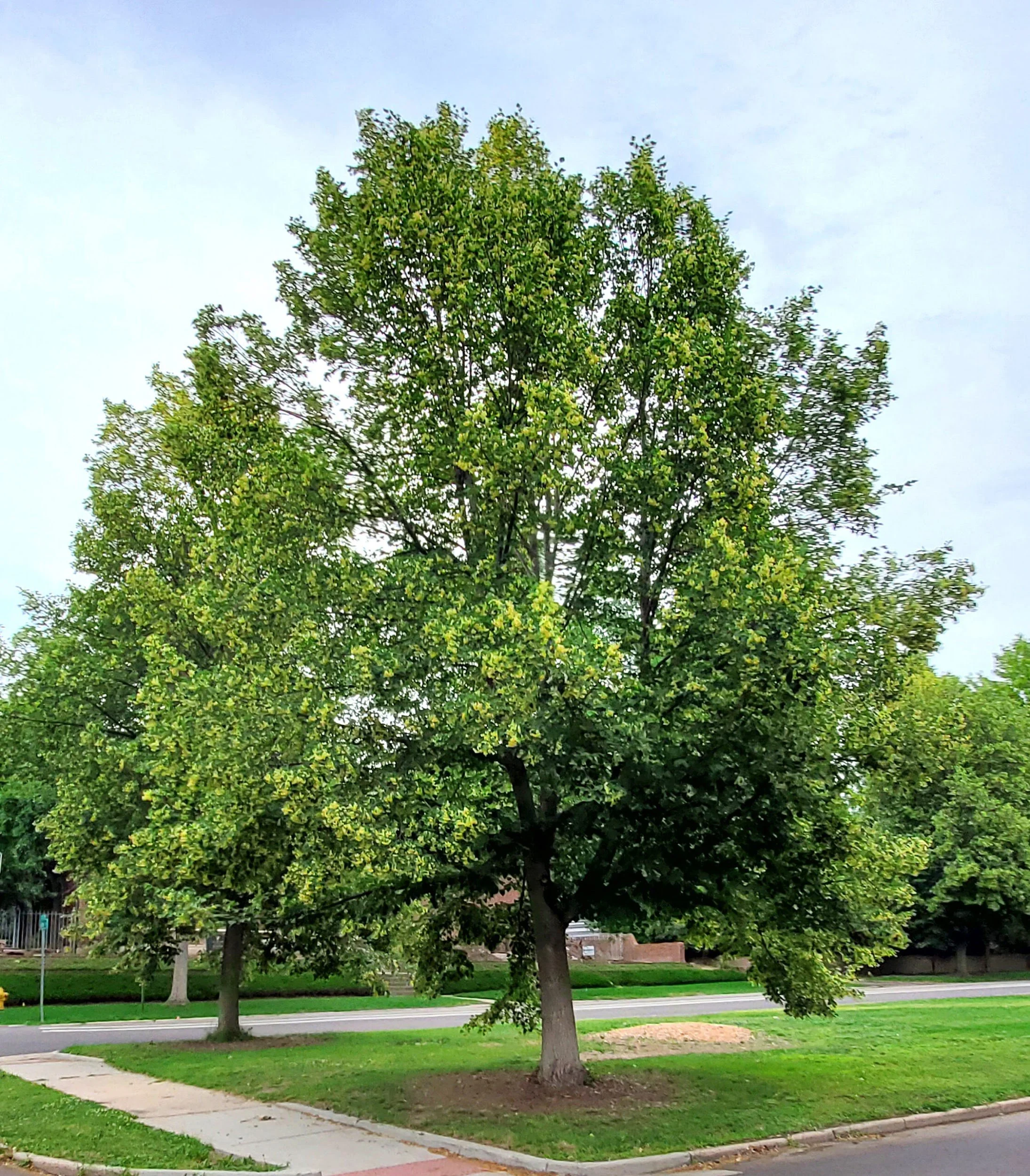 American Linden
