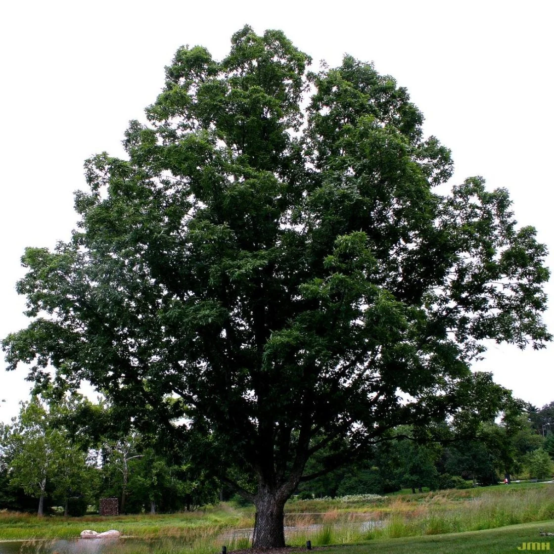Chinkapin Oak