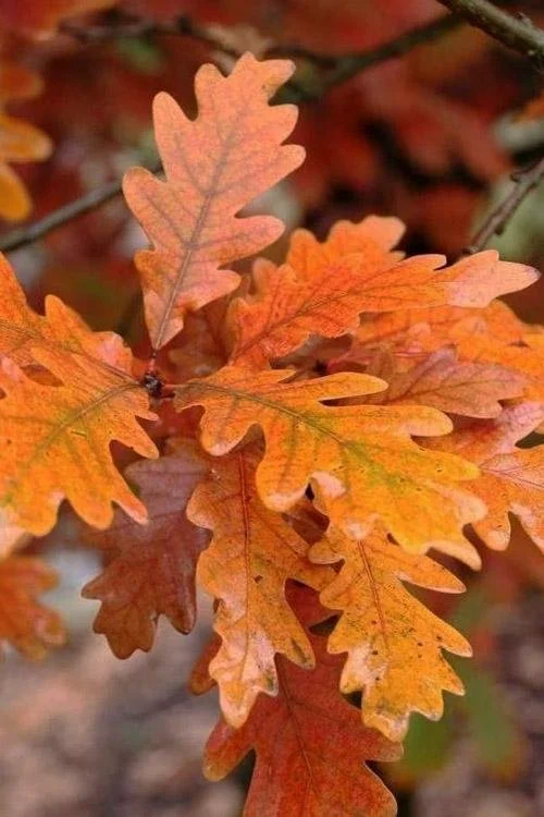 Columnar Oak / Regal Prince