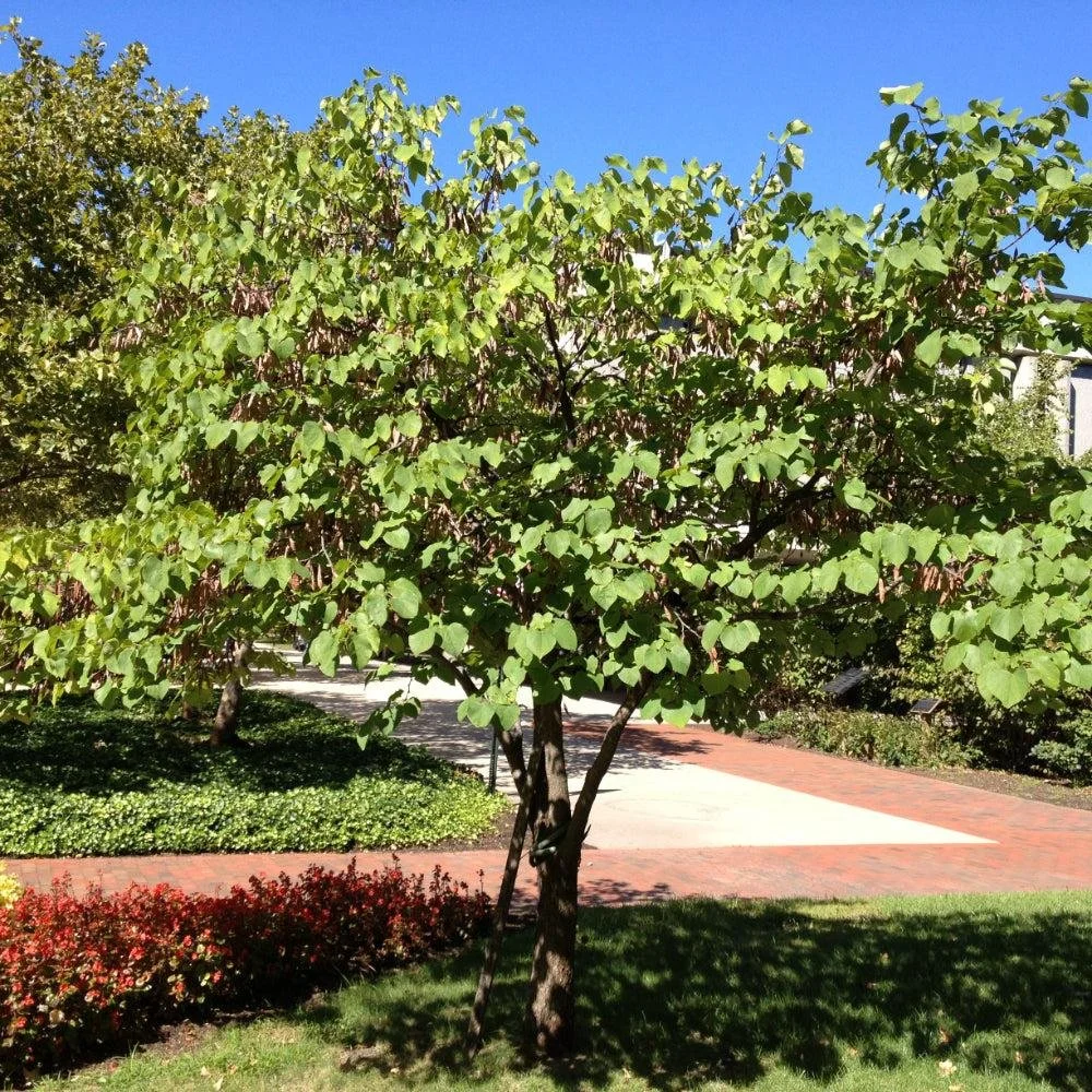 Eastern Redbud