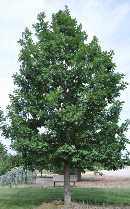 Burr Oak