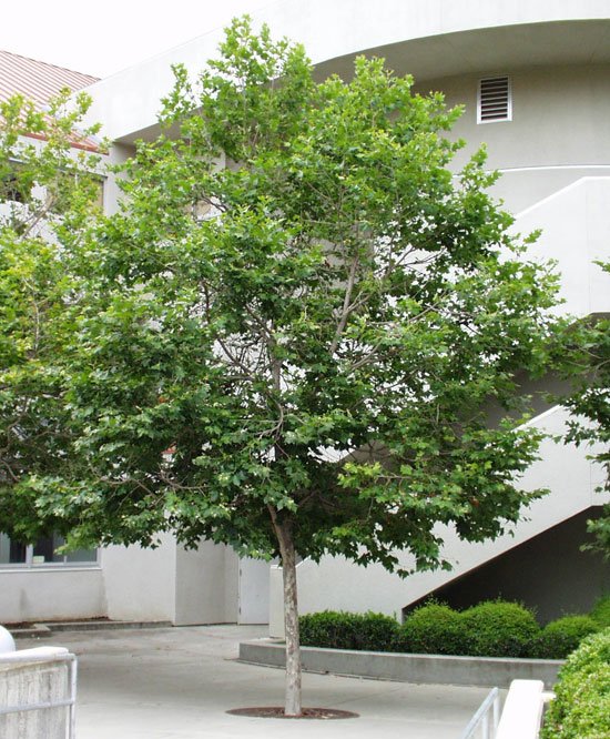 London Plane Tree