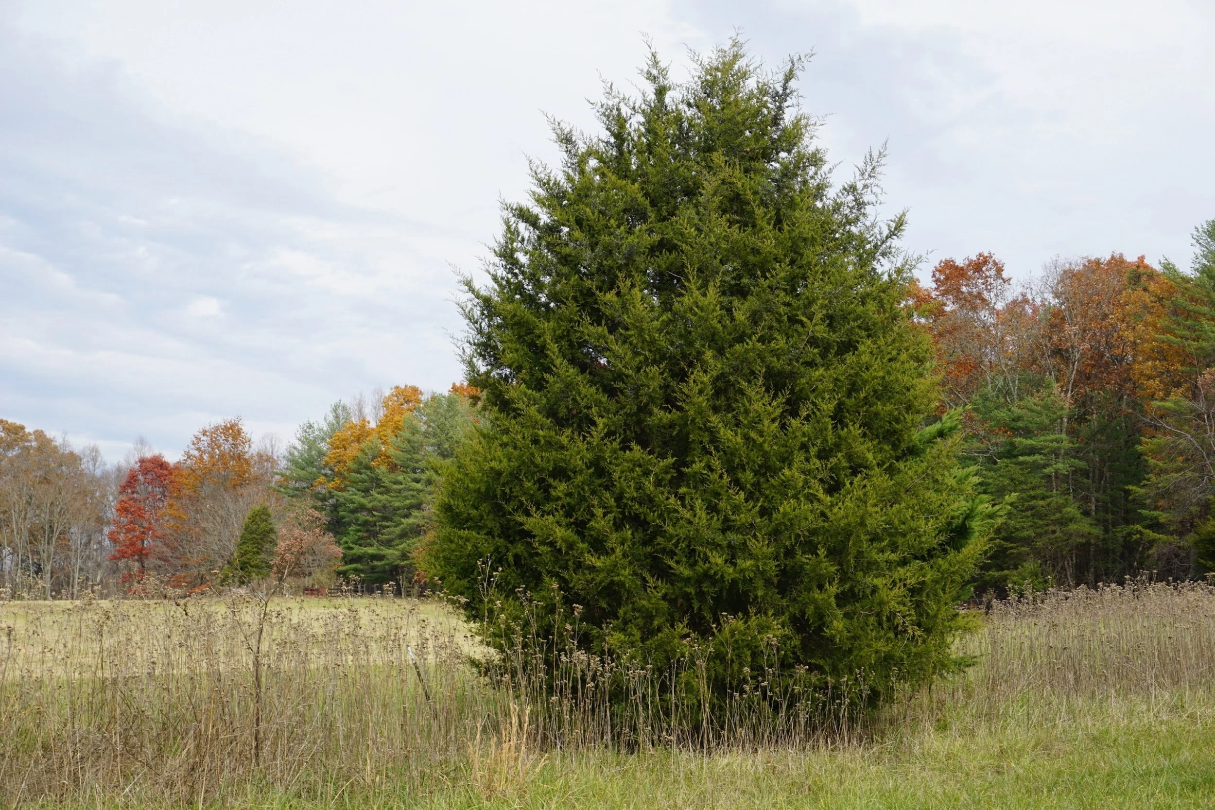 Eastern Red Cedar