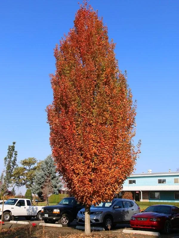 Armstrong Maple