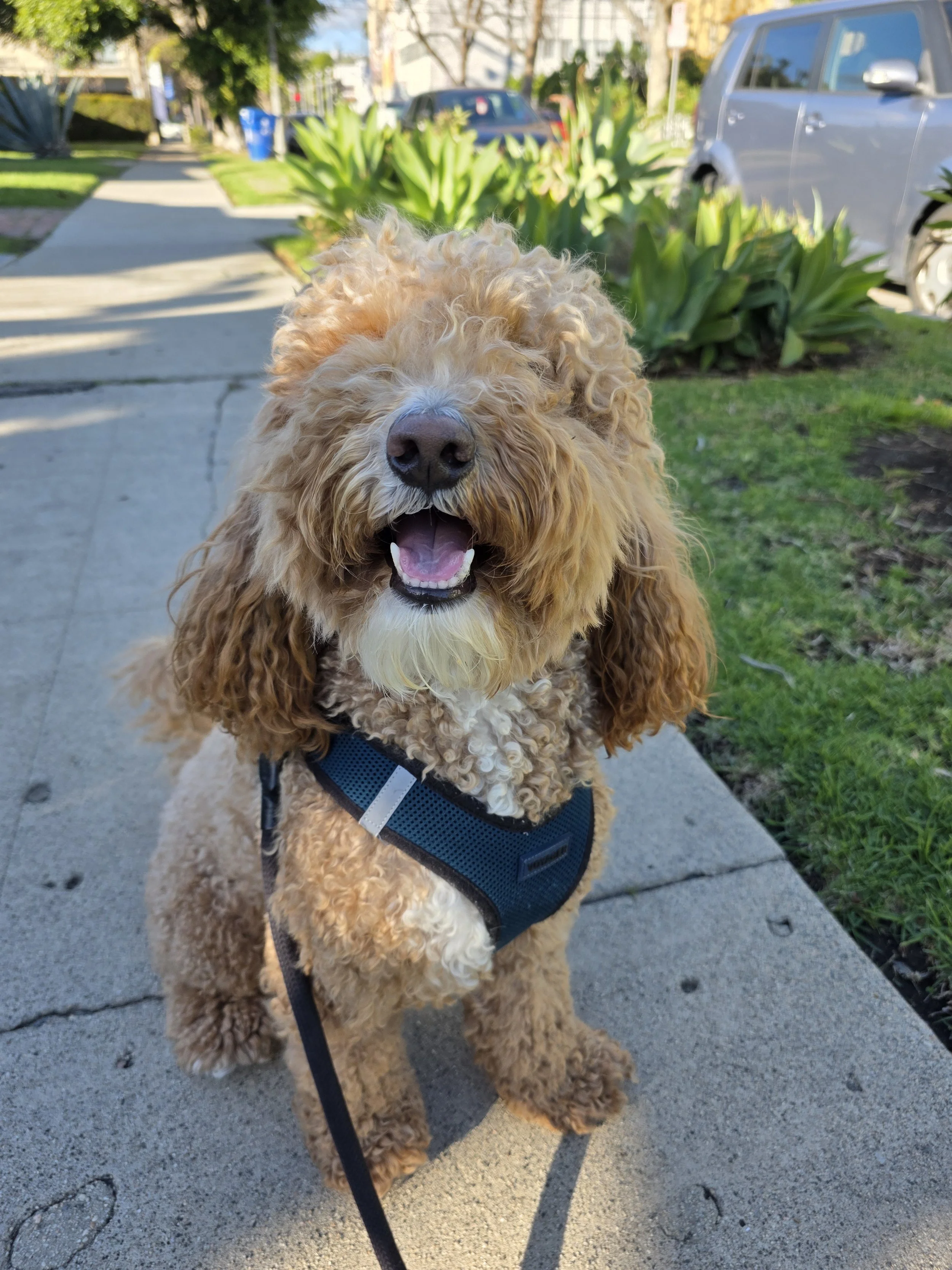 WuFF Dog Training client Crosby the goldendoodle completed private training & owner-free training packages for fear & anxiety on walks, heel & loose leash walking in Beverly Grove, Los Angeles