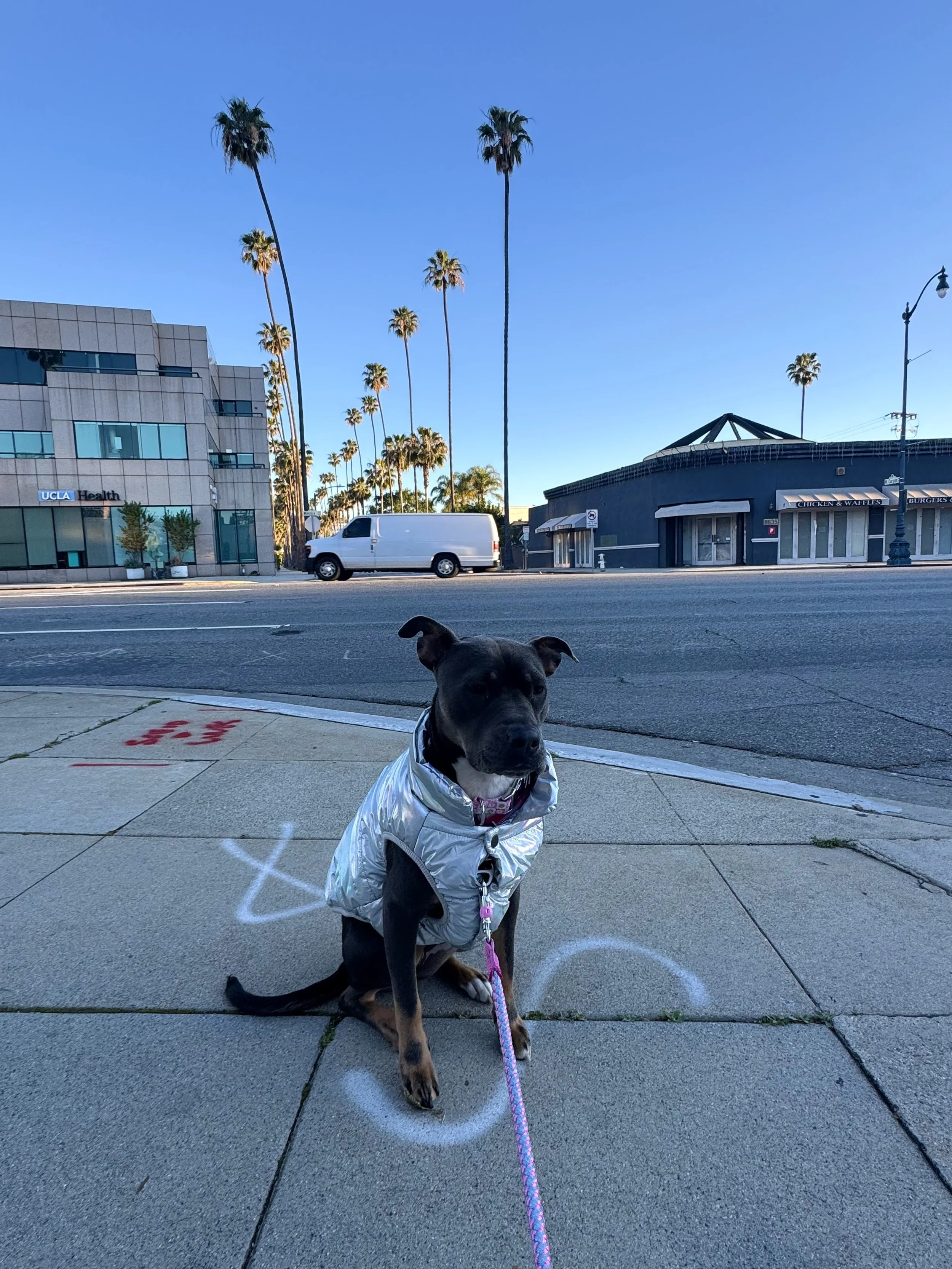 WuFF Dog Training SLC client Lola completed private in home training packages for behavior modification: reactivity to dogs & strangers & separation anxiety using positive reinforcement dog training & working with a behaviorist