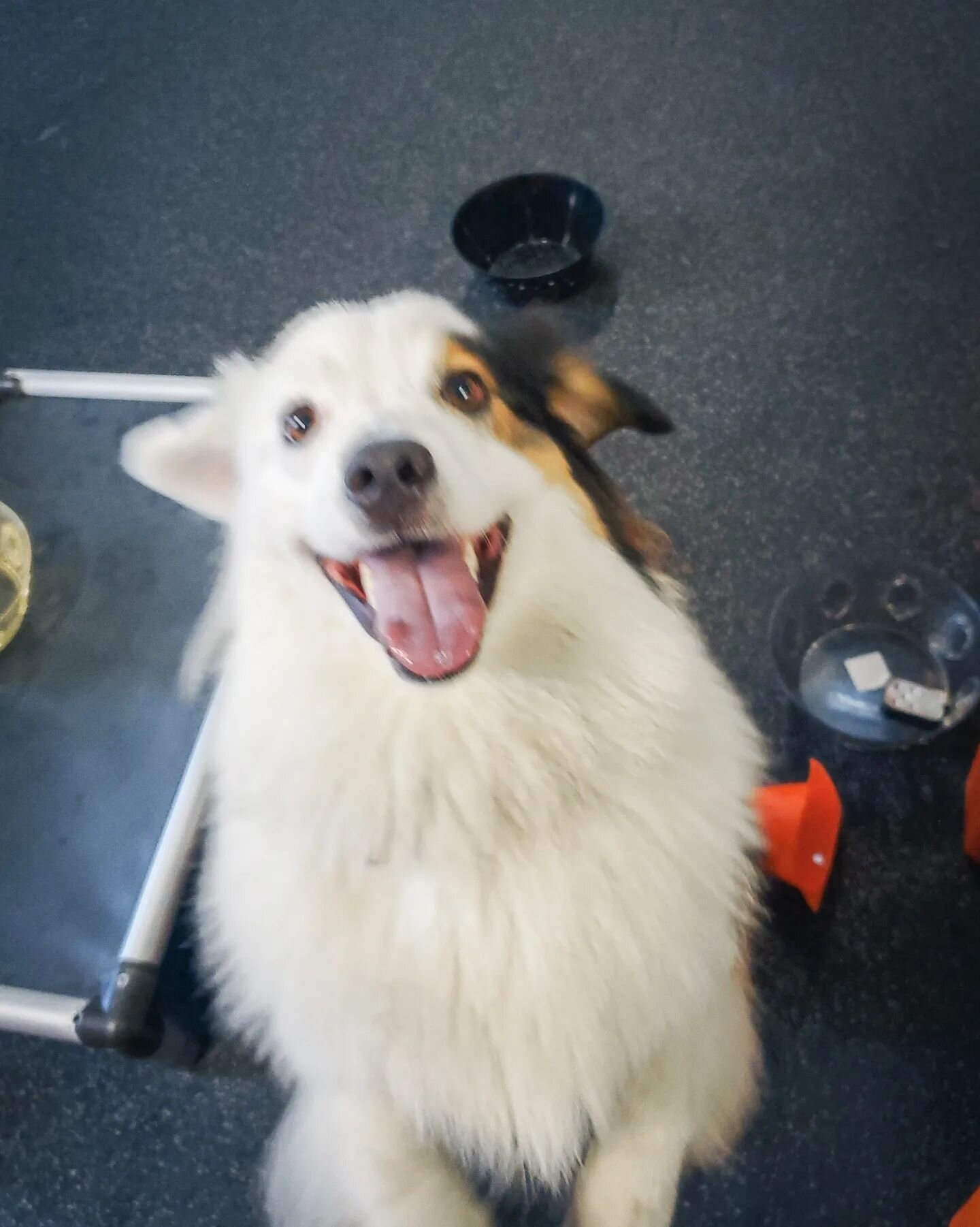 just some happy dogs using their nose 🐽💕 #scentwork

#canineenrichment #enrichmentfordogs #fitdogpack #ilovemydog #nosework