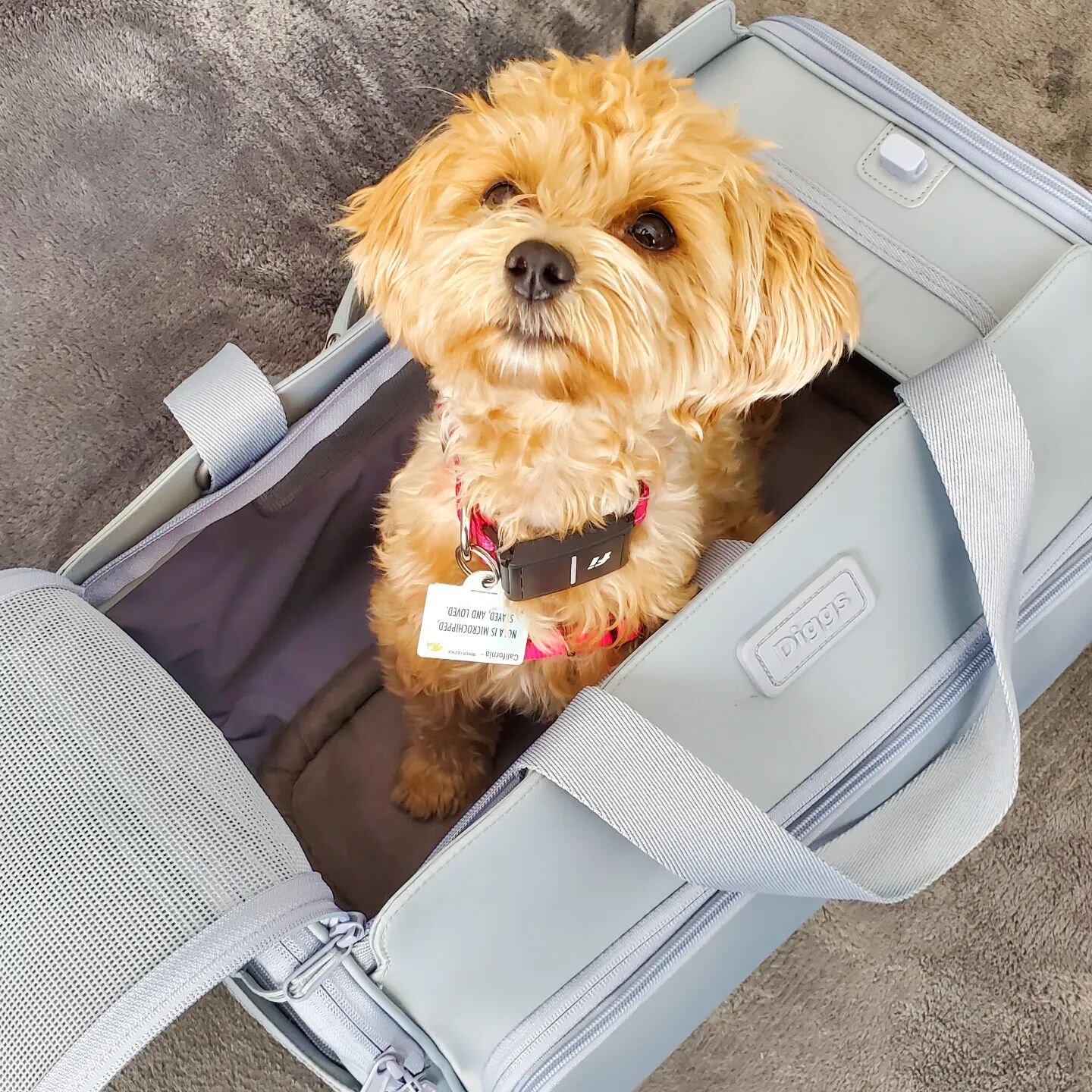 teaching nola to love her carrier! the diggs carrier is one of the carriers independently crash tested certified by the center for pet safety to keep your pet safe in the car. 🚗

#dogtraining101 #dogtraininglosangeles #dogtrainingtips #losangelesdog