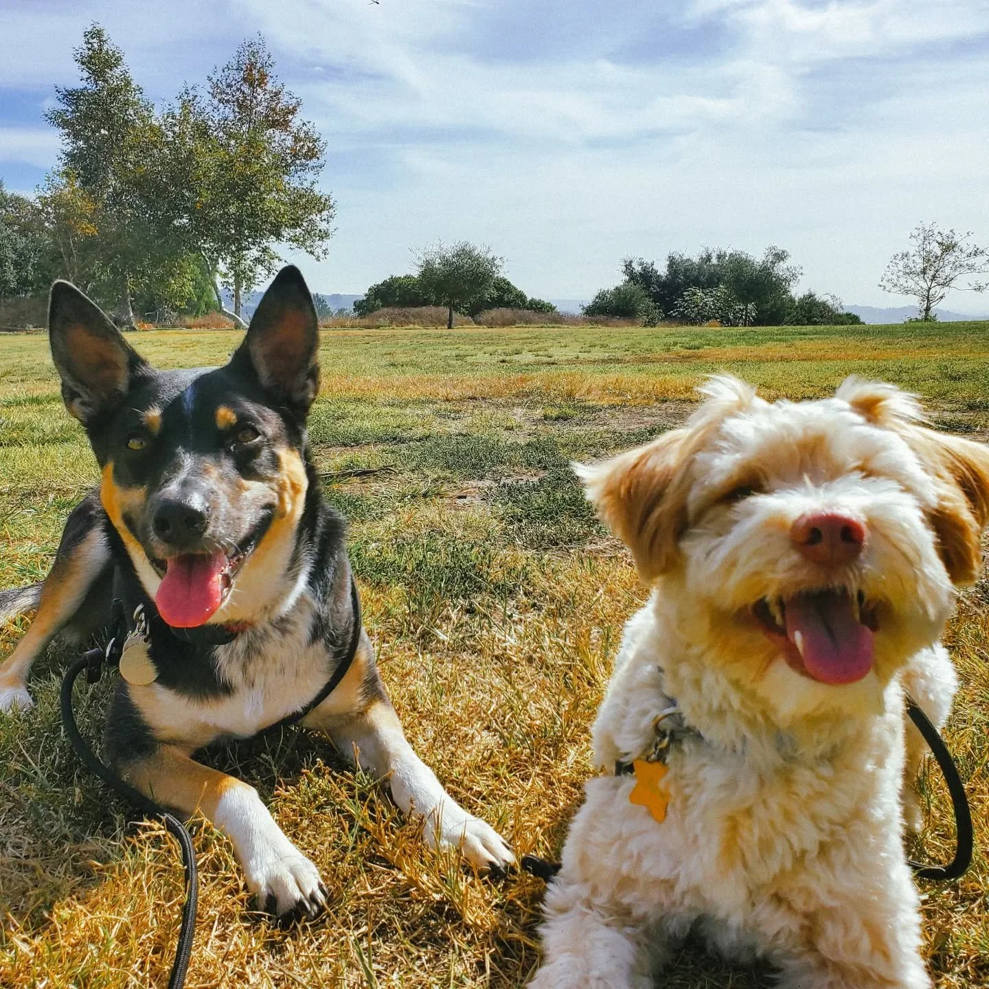 i spent this day in awe of this life i get to co-create. grateful for your pups ✨️

#DENpack #dogshiking #echopark #elysianpark #gratitude #glimmers #ladogs #losangelesdogs