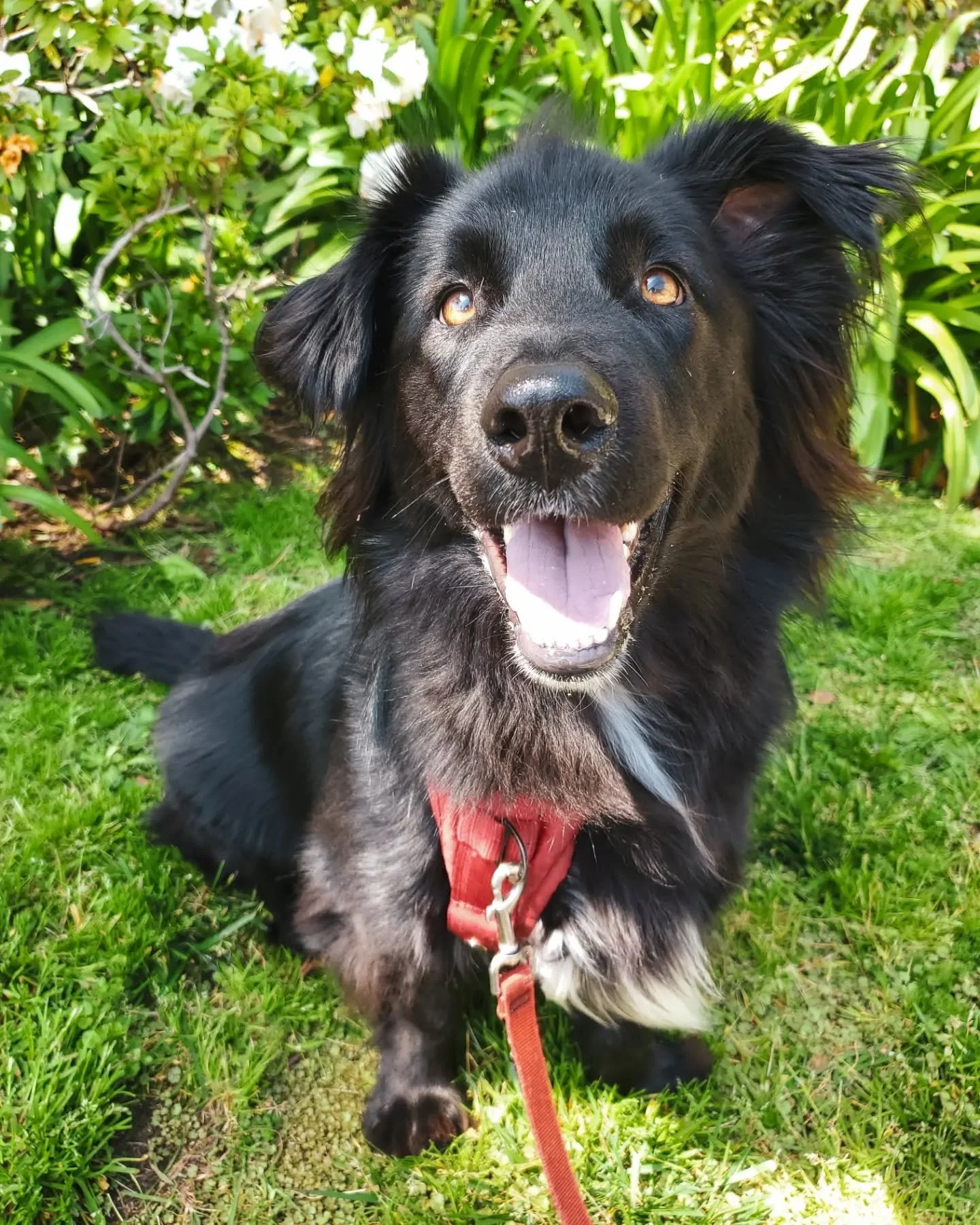 happy weekend 🌞
enjoy some shots of lilo working engage/disengage &amp; relaxation at the park.

#antisocialdogclub #behaviormodification #certifieddogtrainer #reactivedog #reactivedogtraining #trainhumane