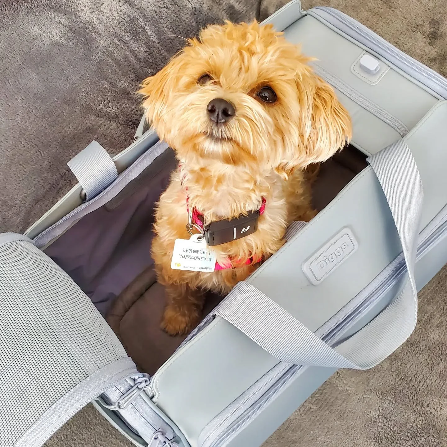 teaching nola to love her carrier! the diggs carrier is one of the carriers independently crash tested certified by the center for pet safety to keep your pet safe in the car. 🚗

#dogtraining101 #dogtraininglosangeles #dogtrainingtips #losangelesdog