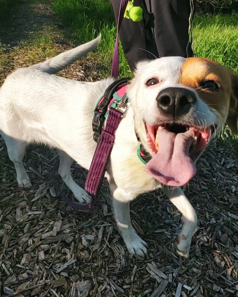 park session &amp; zoomies with kirby 🌲💫 when i first met her, she was so fearful of humans i couldn't even look at her, much less get anywhere near her. with some confidence-building, pattern games, counter-conditioning for reactivity &amp; amazin