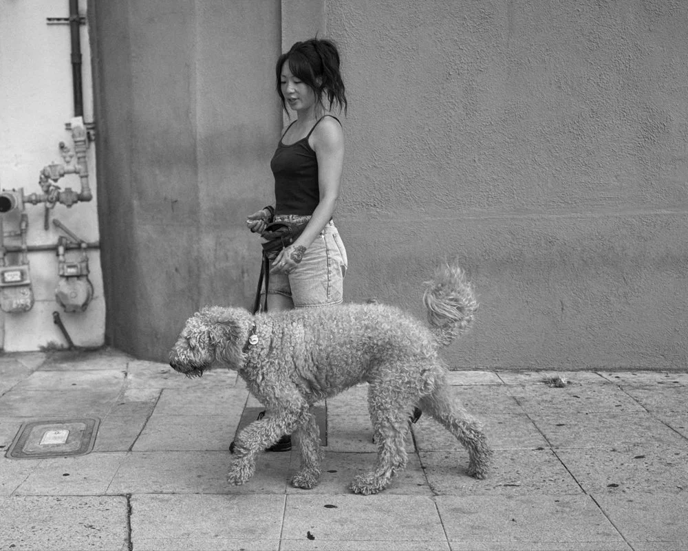 WuFF Dog Training Client Eloise completed a positive reinforcement owner-free day training package for basic obedience with distractions, no pulling on leash & impulse control in Hollywood, Los Angeles