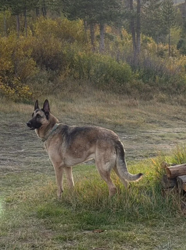 WuFF Dog Training SLC, Utah trainer's dog, a German Shepherd Malinois mix off leash in the mountains