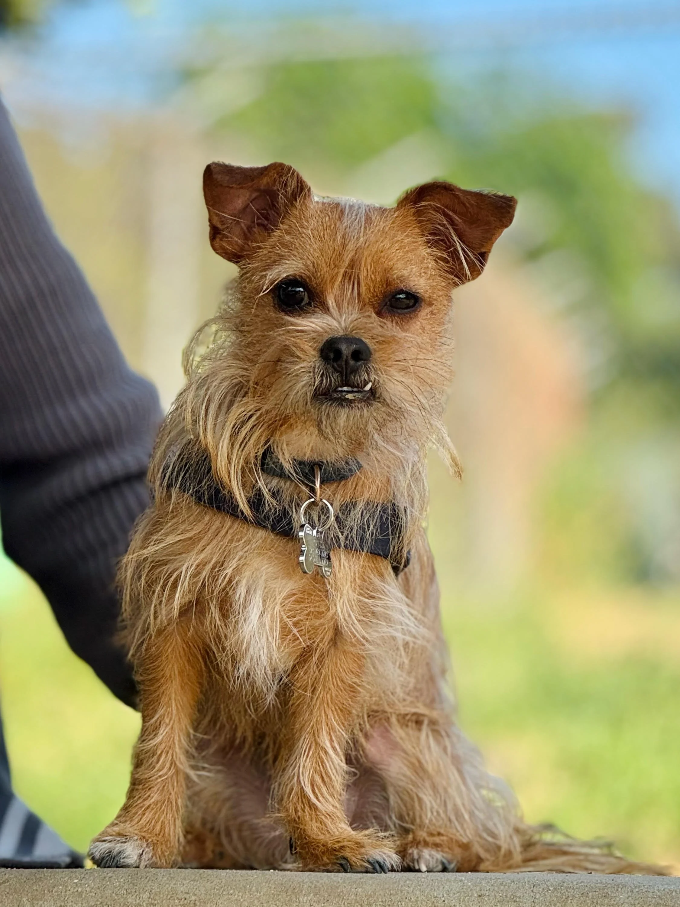WuFF Dog Training client Otis the terrier mix completed a one on one behavior modification private training package for stranger danger & reactivity in Glassell Park, Los Angeles.