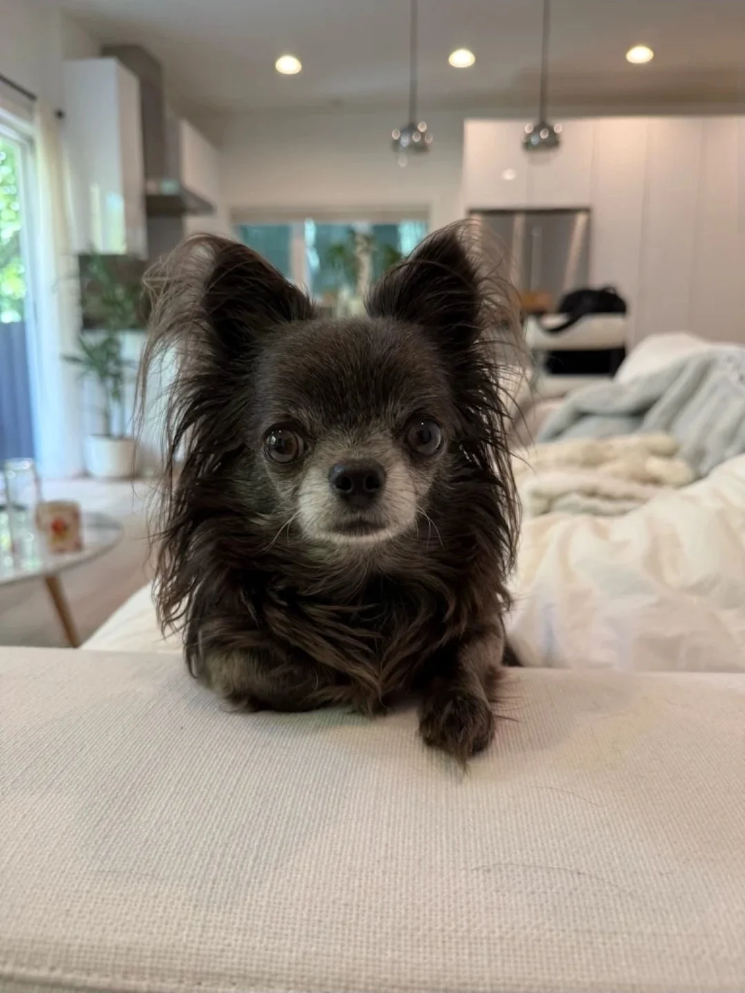 WuFF Dog Training client Pepper the chihuahua completed a one on one private training package for behavior modification: barking, leash reactivity & introductions with people coming into the house in West Hollywood, Los Angeles