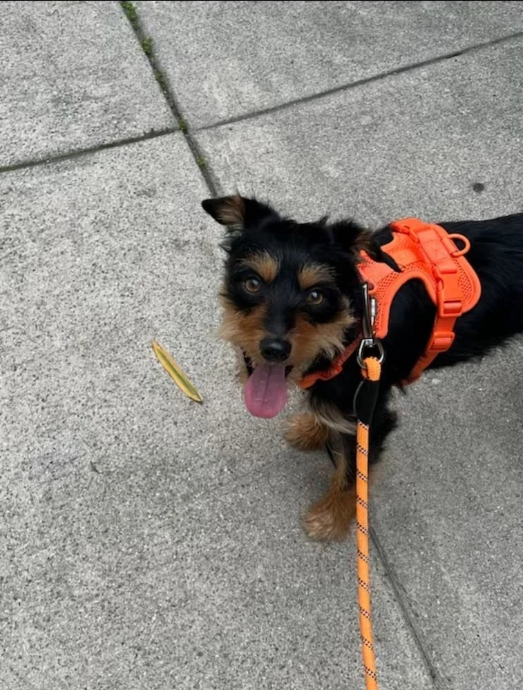 Wuff Dog Training SLC client Cowboy the rescue terrier completed 1-on-1 private training sessions for basic obedience, loose leash walking, recall, and reactivity using positive reinforcement training.