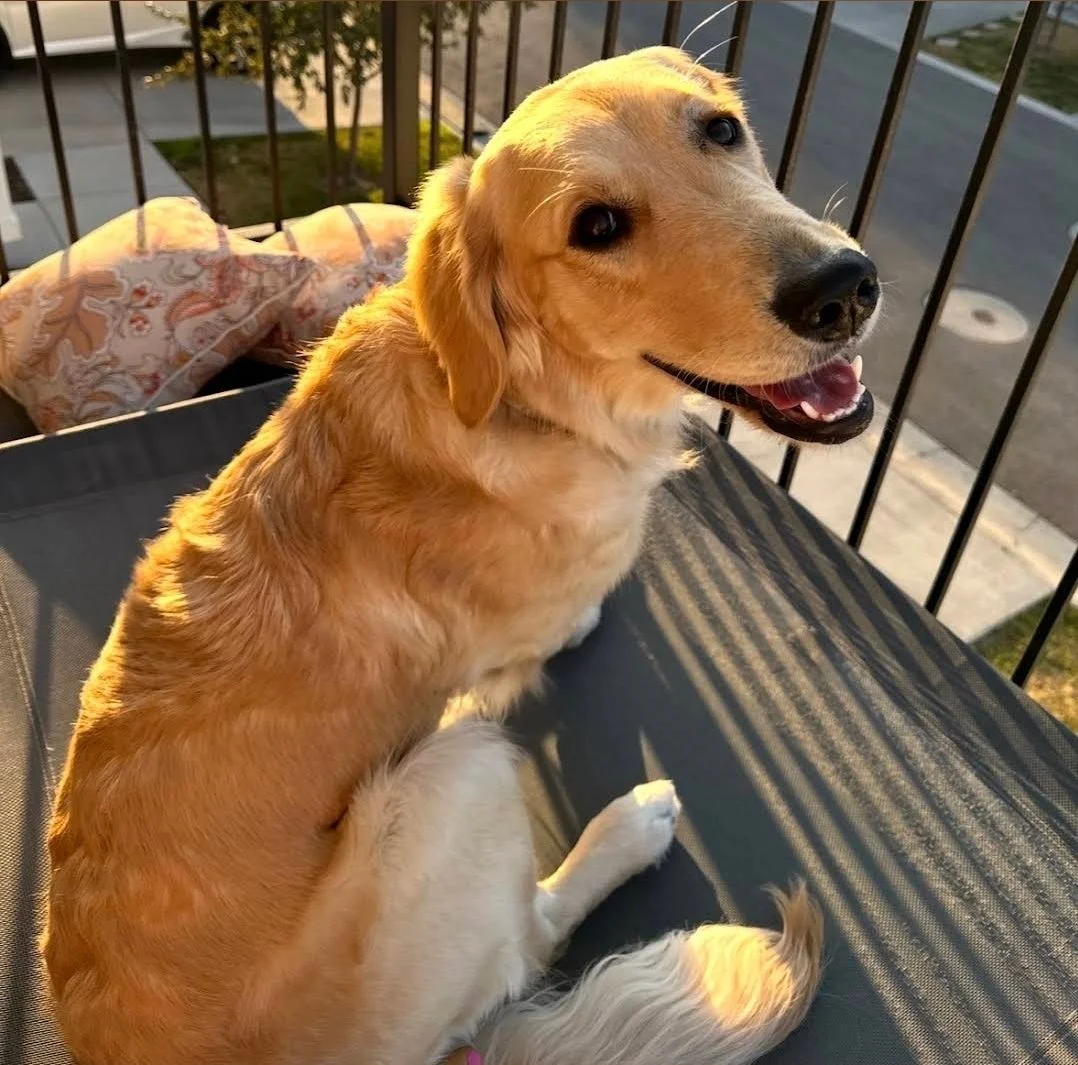 Wuff Dog Training SLC client Artie the golden retriever puppy completed a positive reinforcement dog training package for leash pulling, excitement reactivity, basic obedience, & car anxiety in Riverton, Utah