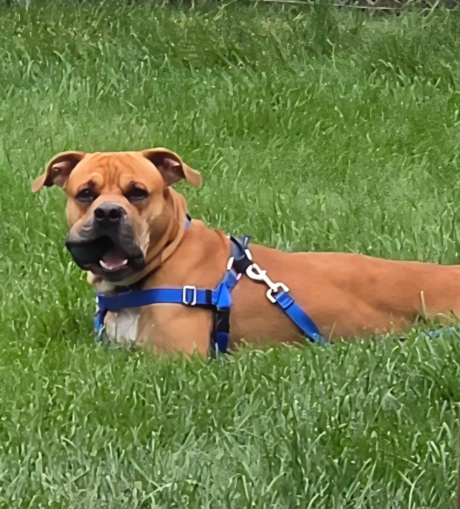 Wuff Dog Training SLC client Hercules the American Bully laying down outside wearing a harness and leash and chewing a Kong. They did positive reinforcement training for basic obedience and no jumping up in Farmington, Utah
