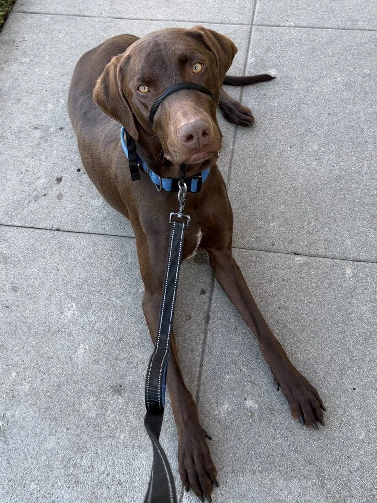 Wuff Dog Training Salt Lake City client Kleio completed  1-on-1 behavior modification private training sessions for reactivity, barking at guests, and loose leash walking using positive reinforcement training.