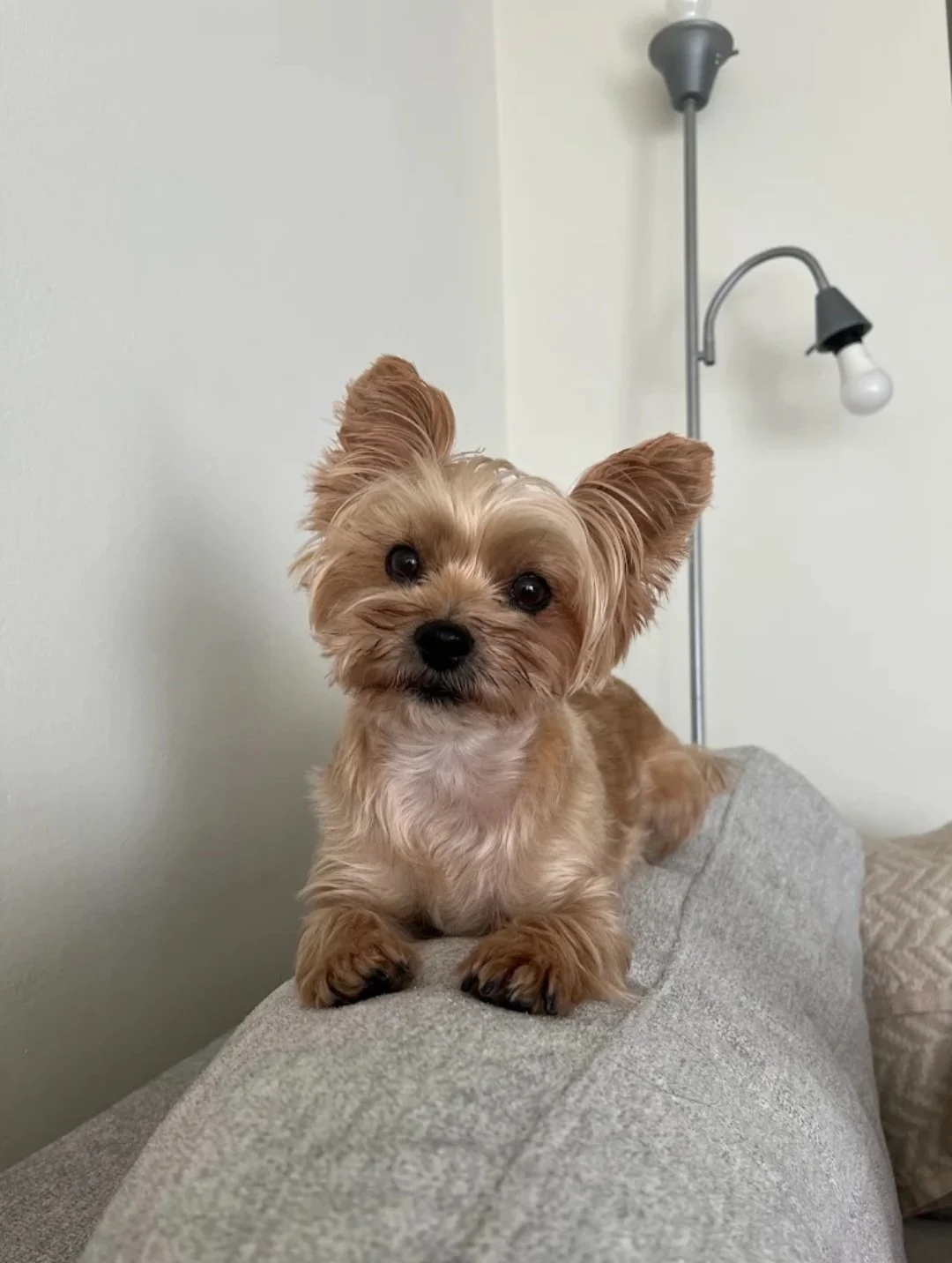 WuFF Dog Training SLC client Daisy the yorkie completed an in home private training session package for reactivity to people & dogs, resource guarding & family training to prepare for a baby, all using positive reinforcement dog training